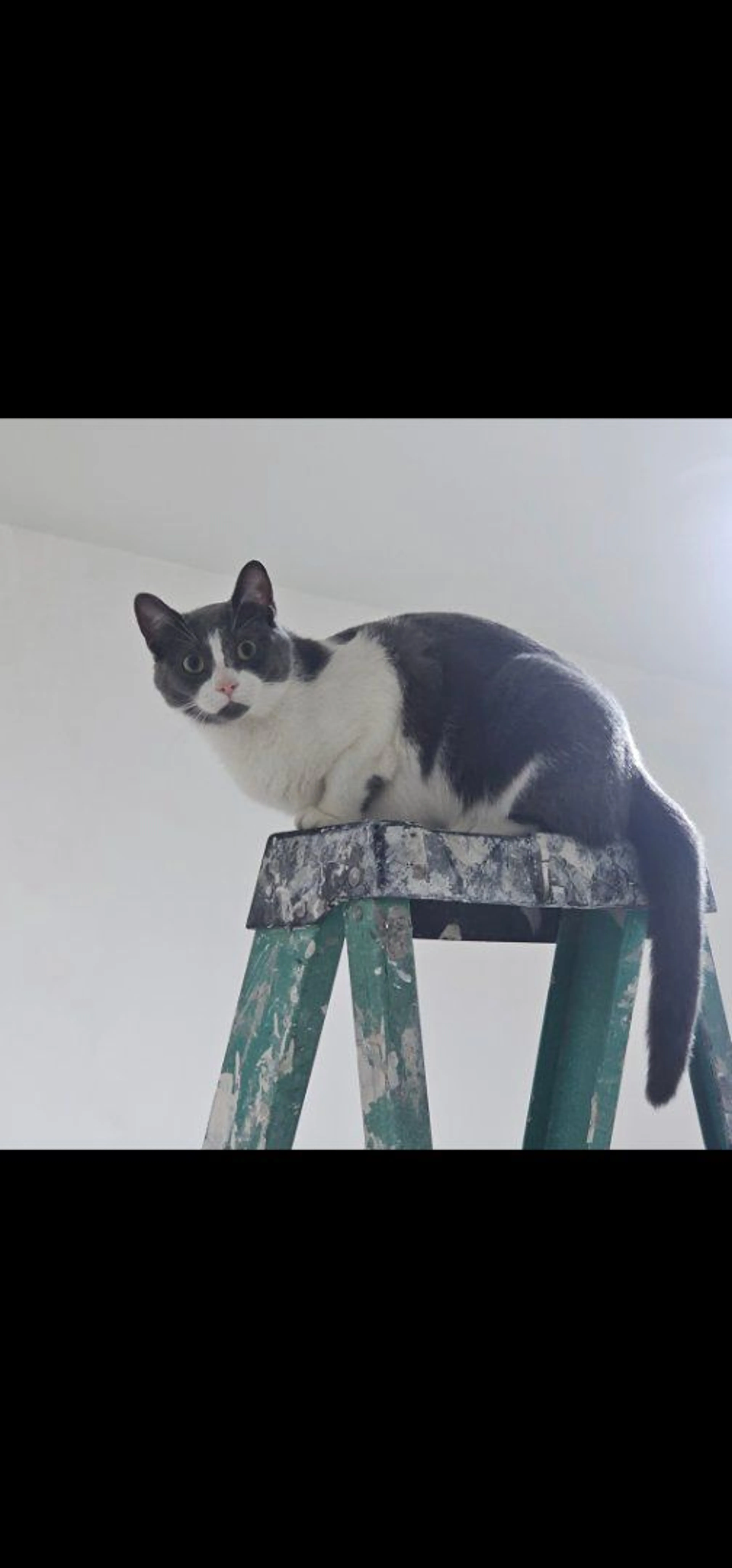 Lost pet-1