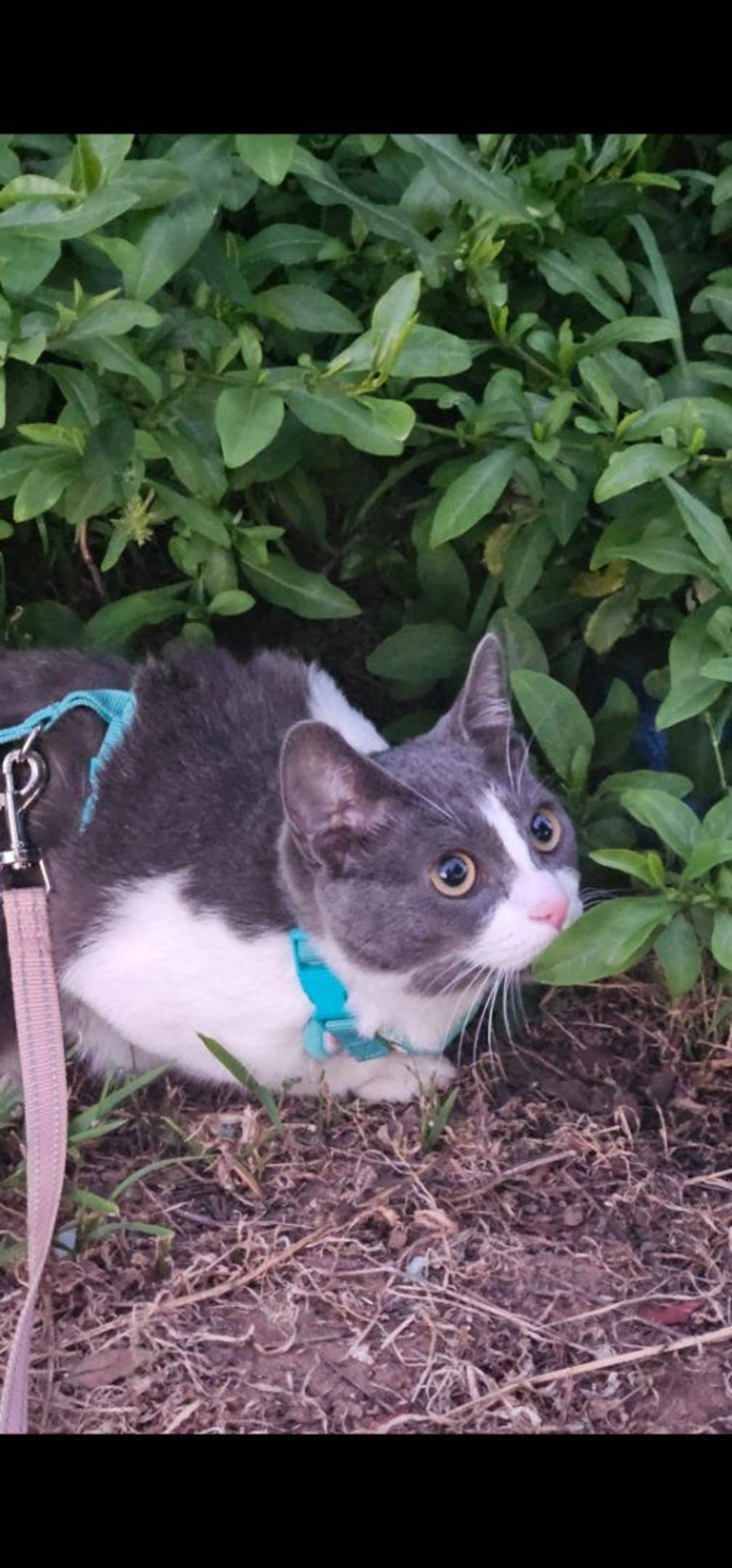 Lost pet-3