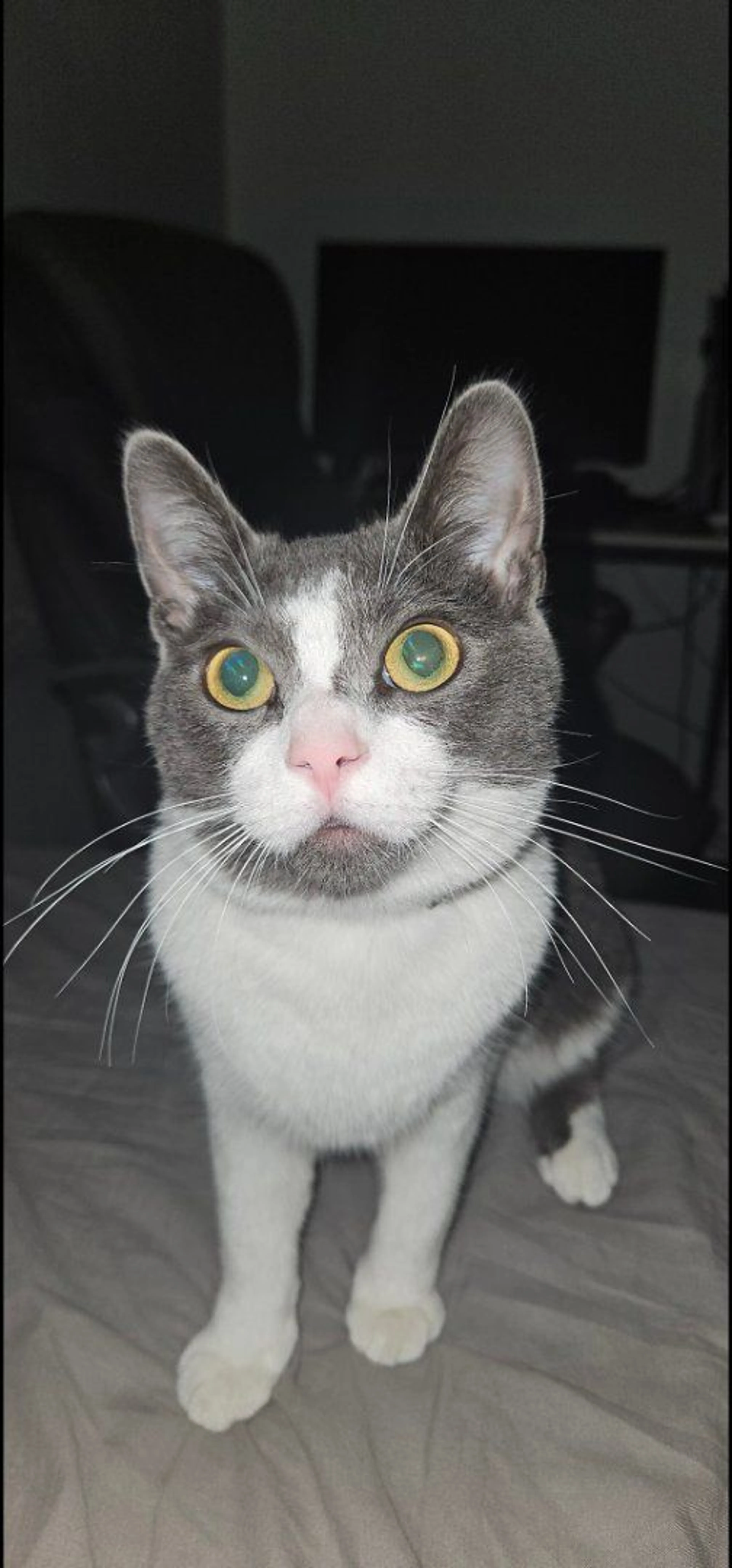 Lost pet-2