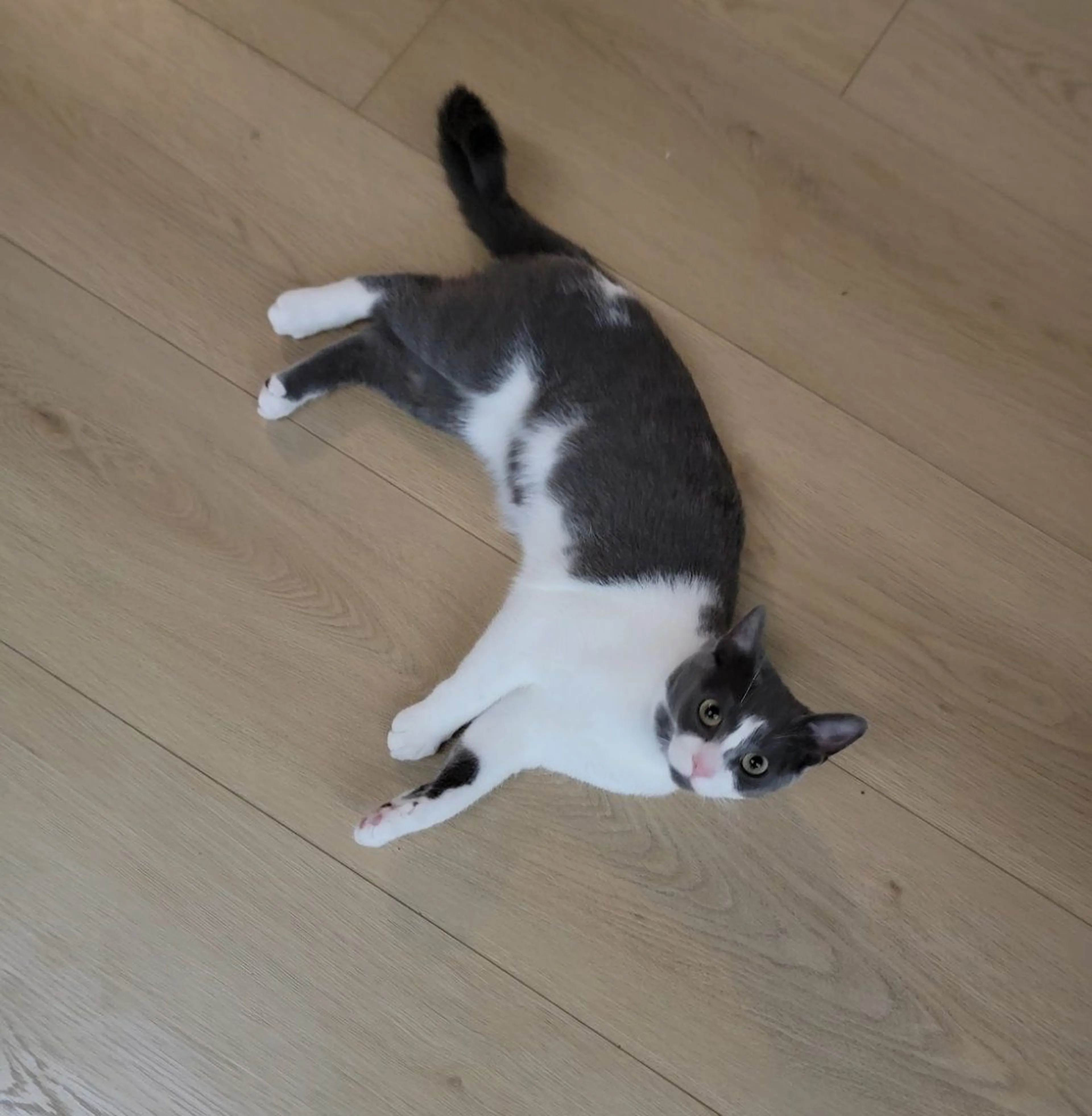 Lost pet-0
