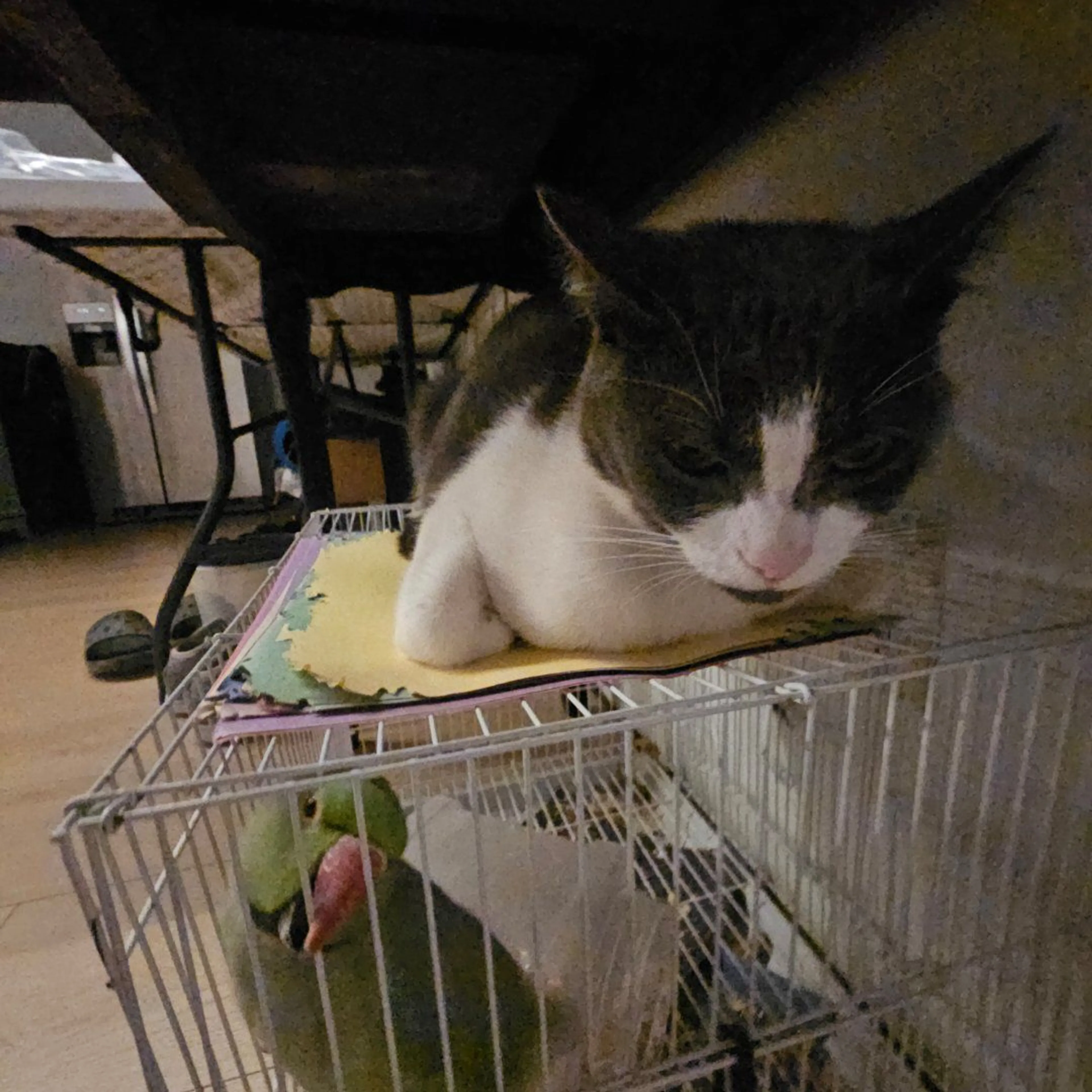 Lost pet-4