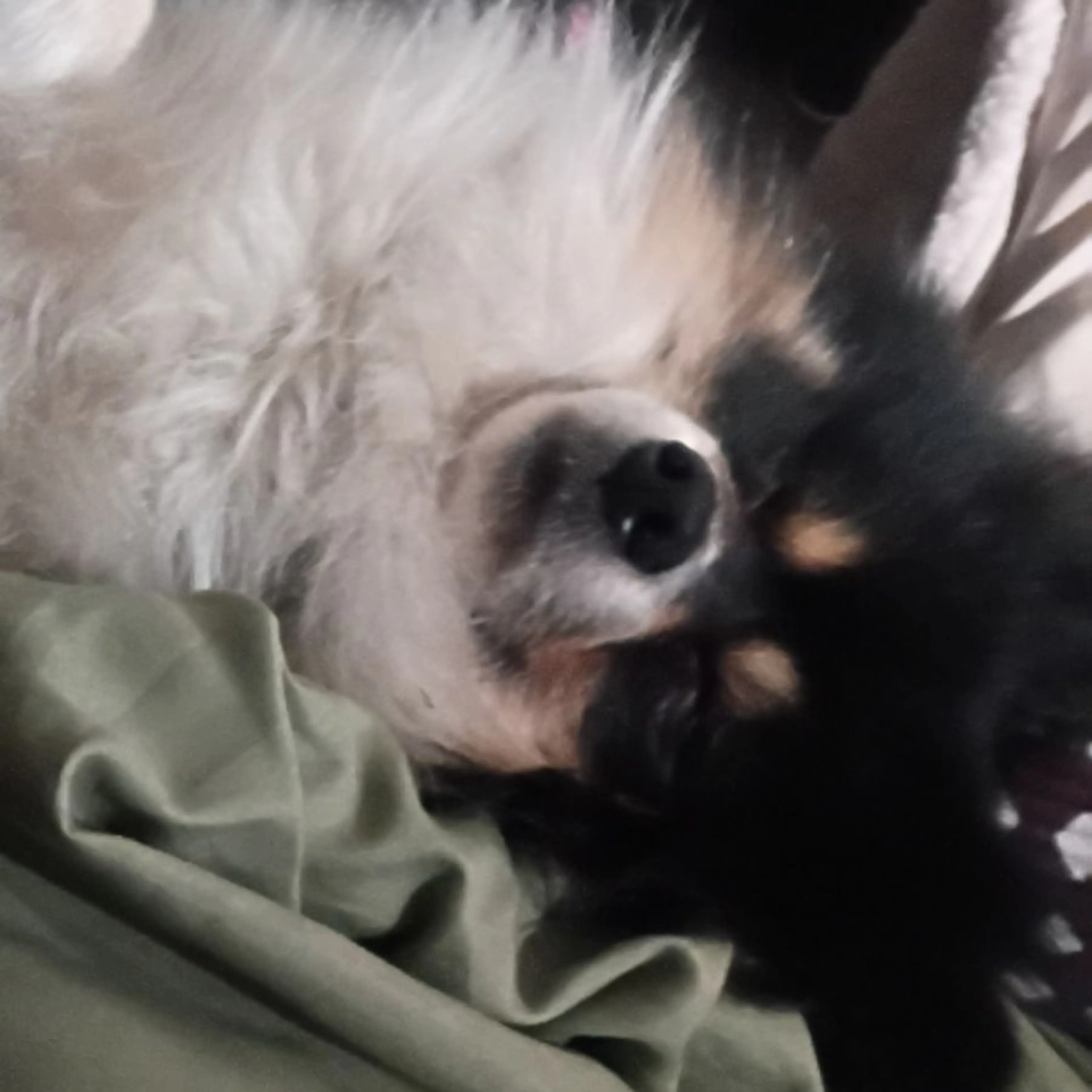 Lost pet