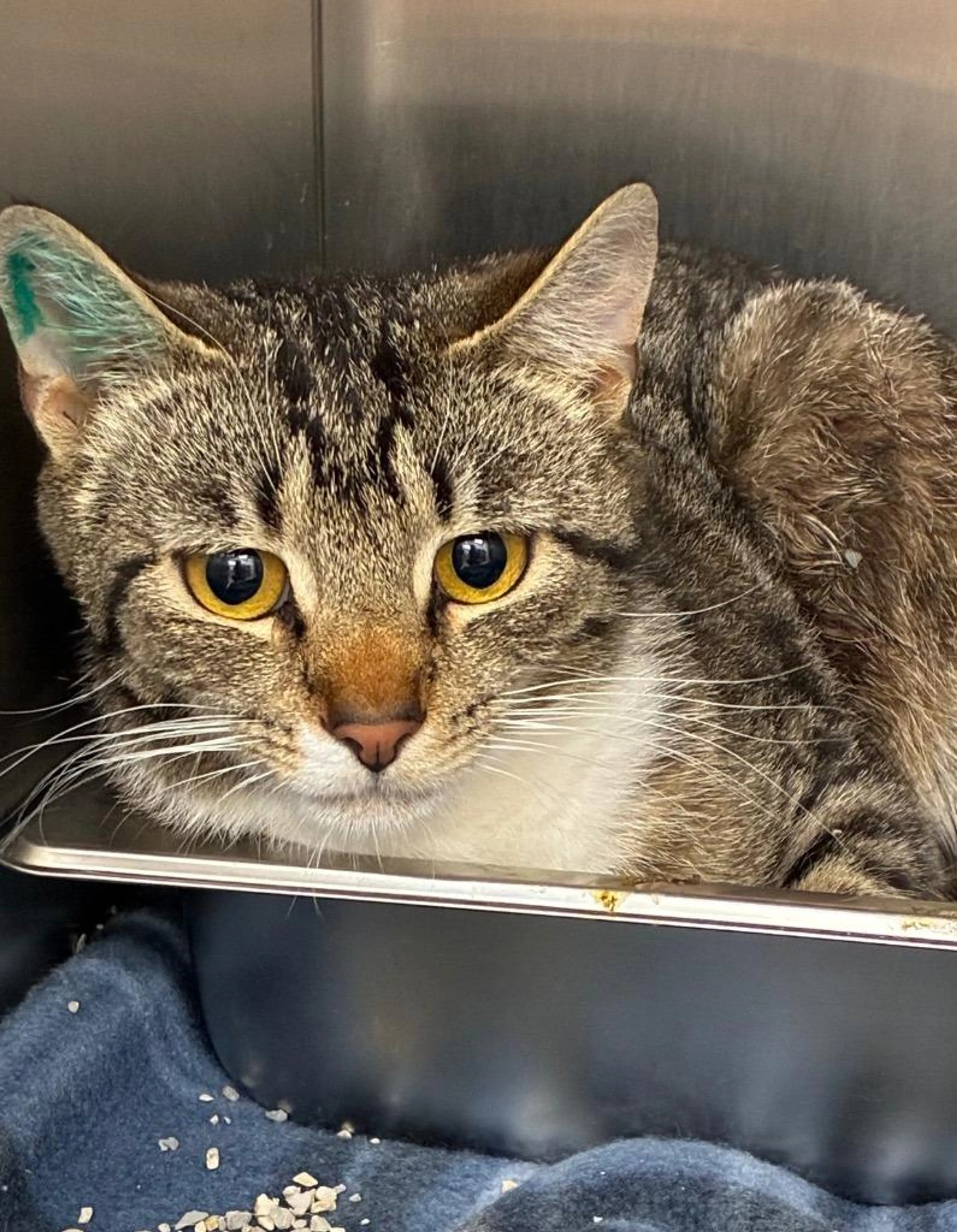 Found pet