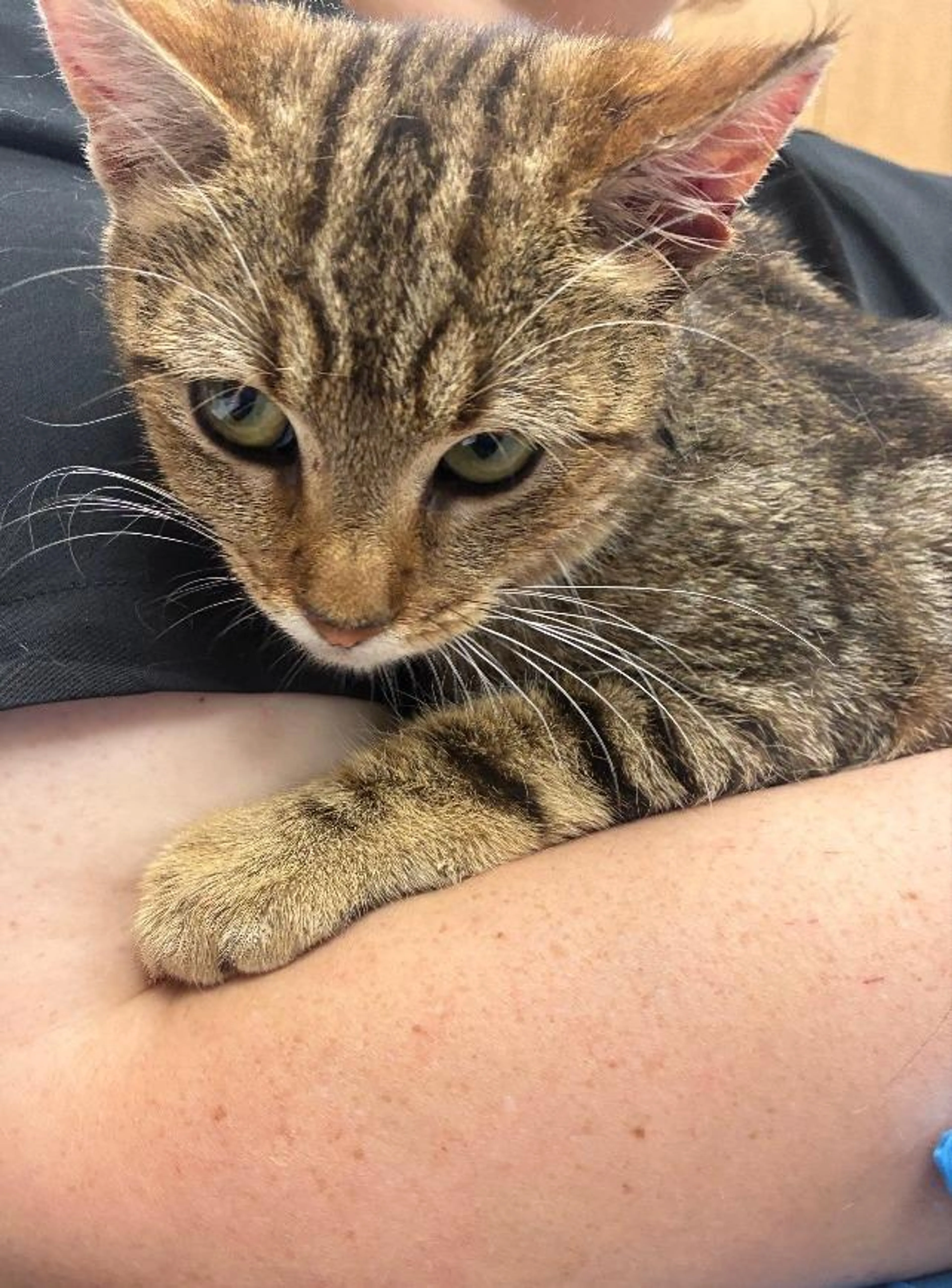 Found pet