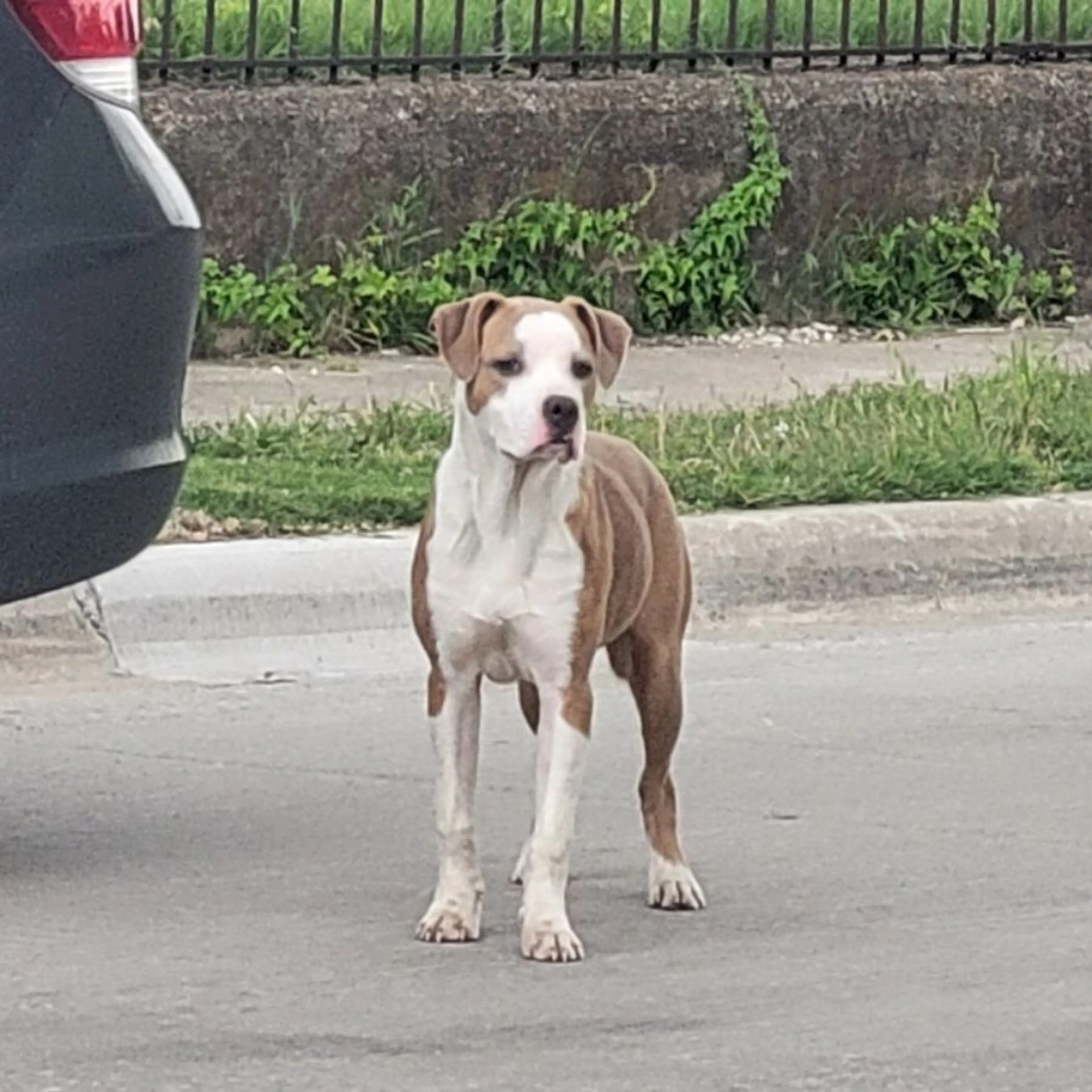 Found pet