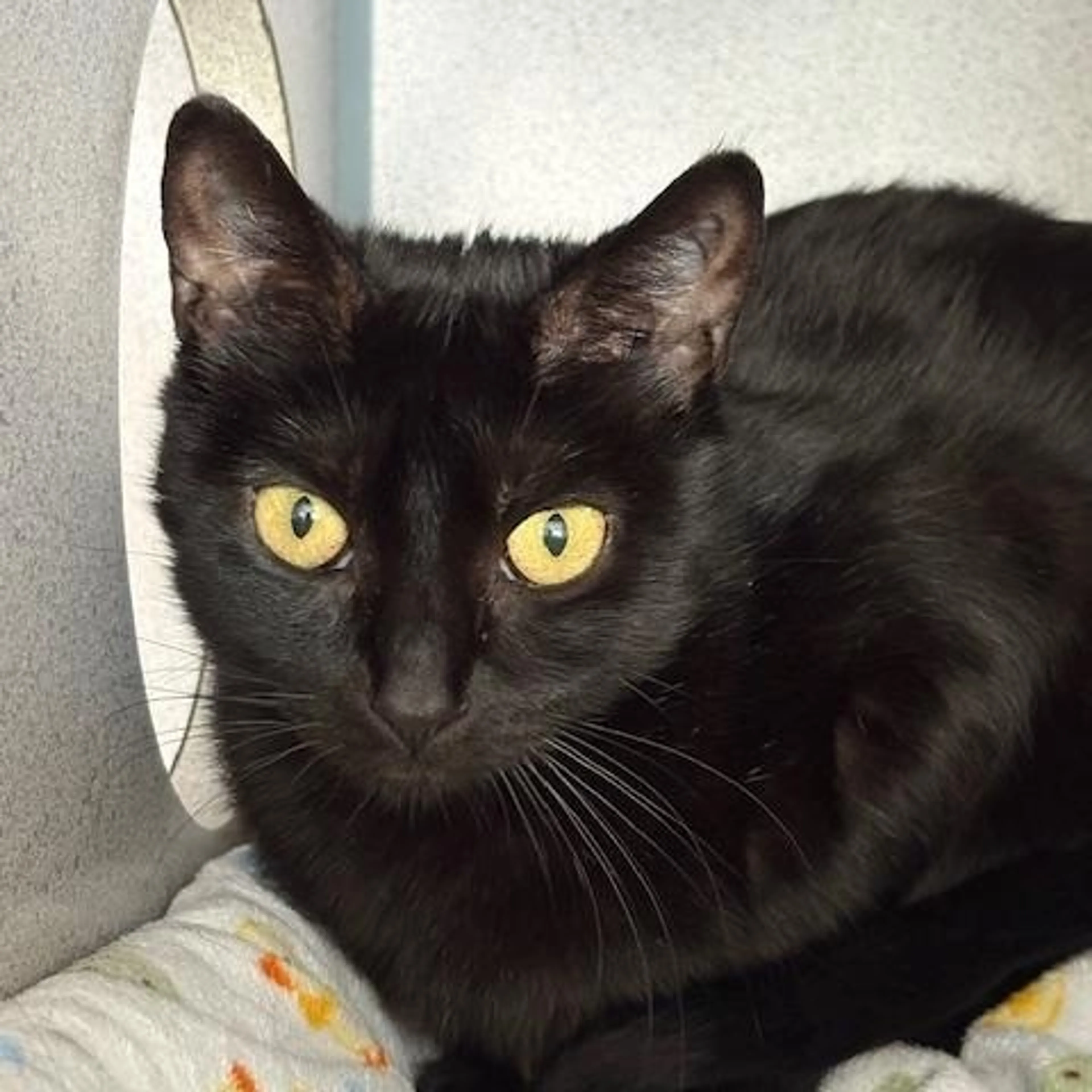 Found pet