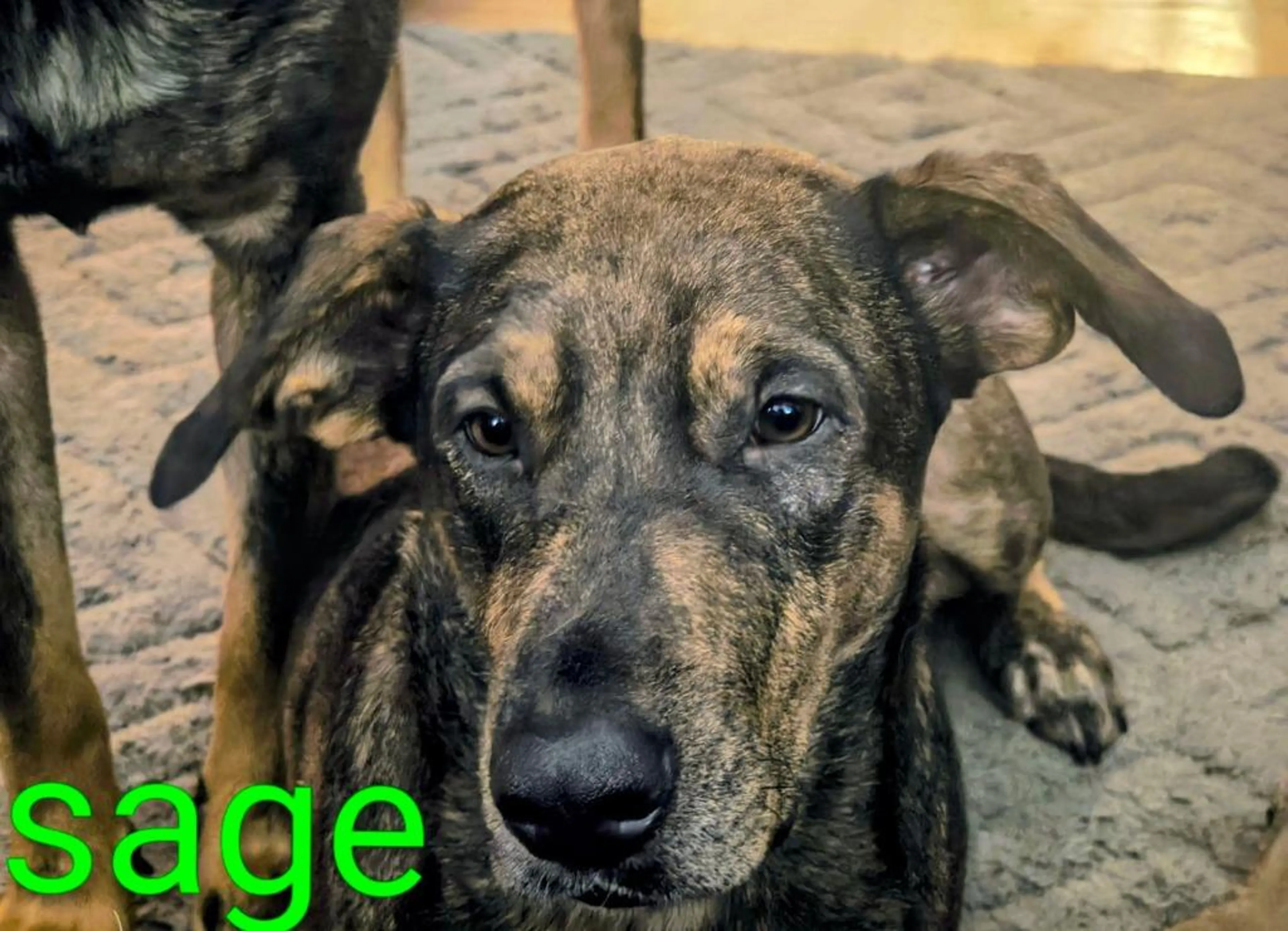 cdn image