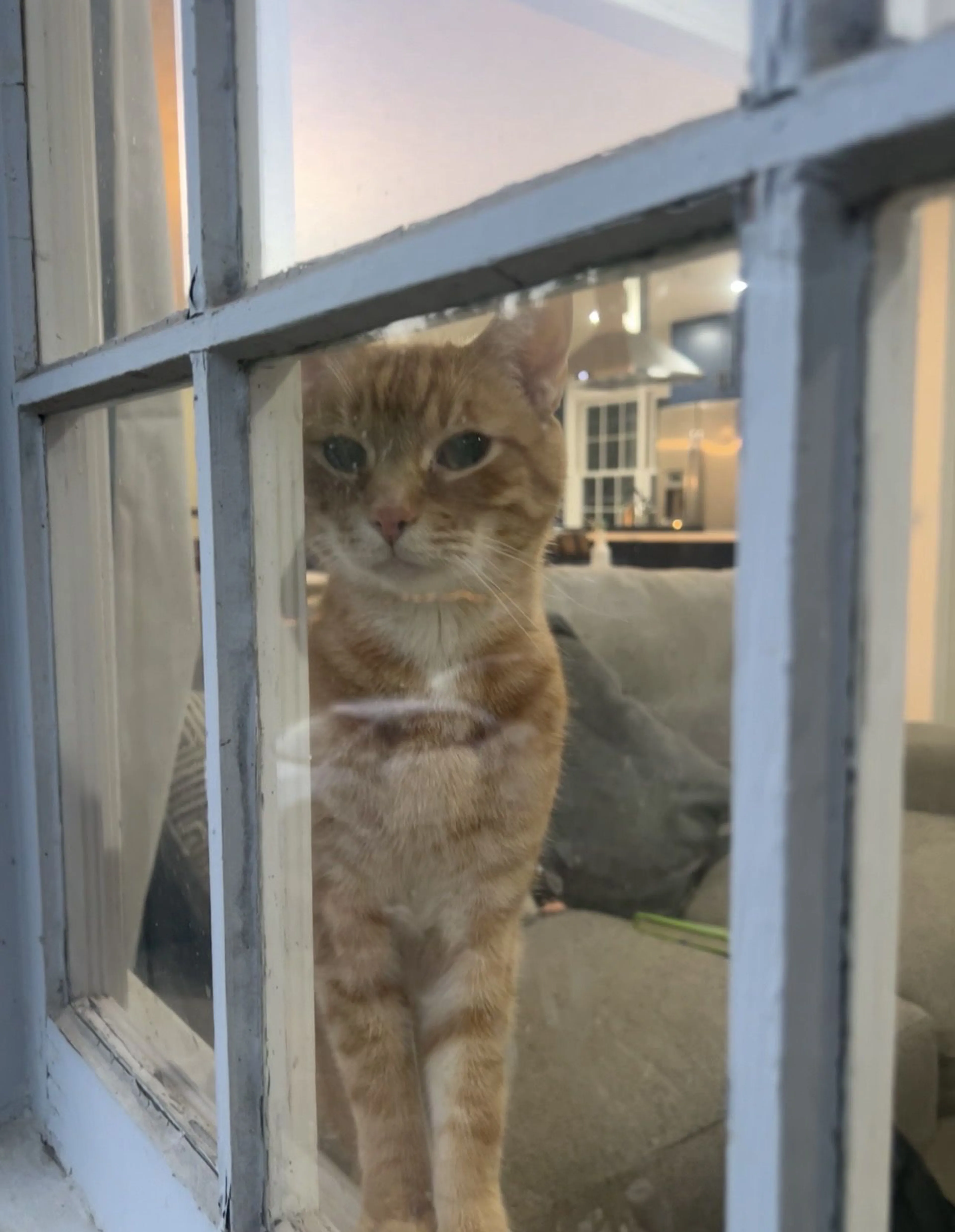 Lost pet-0
