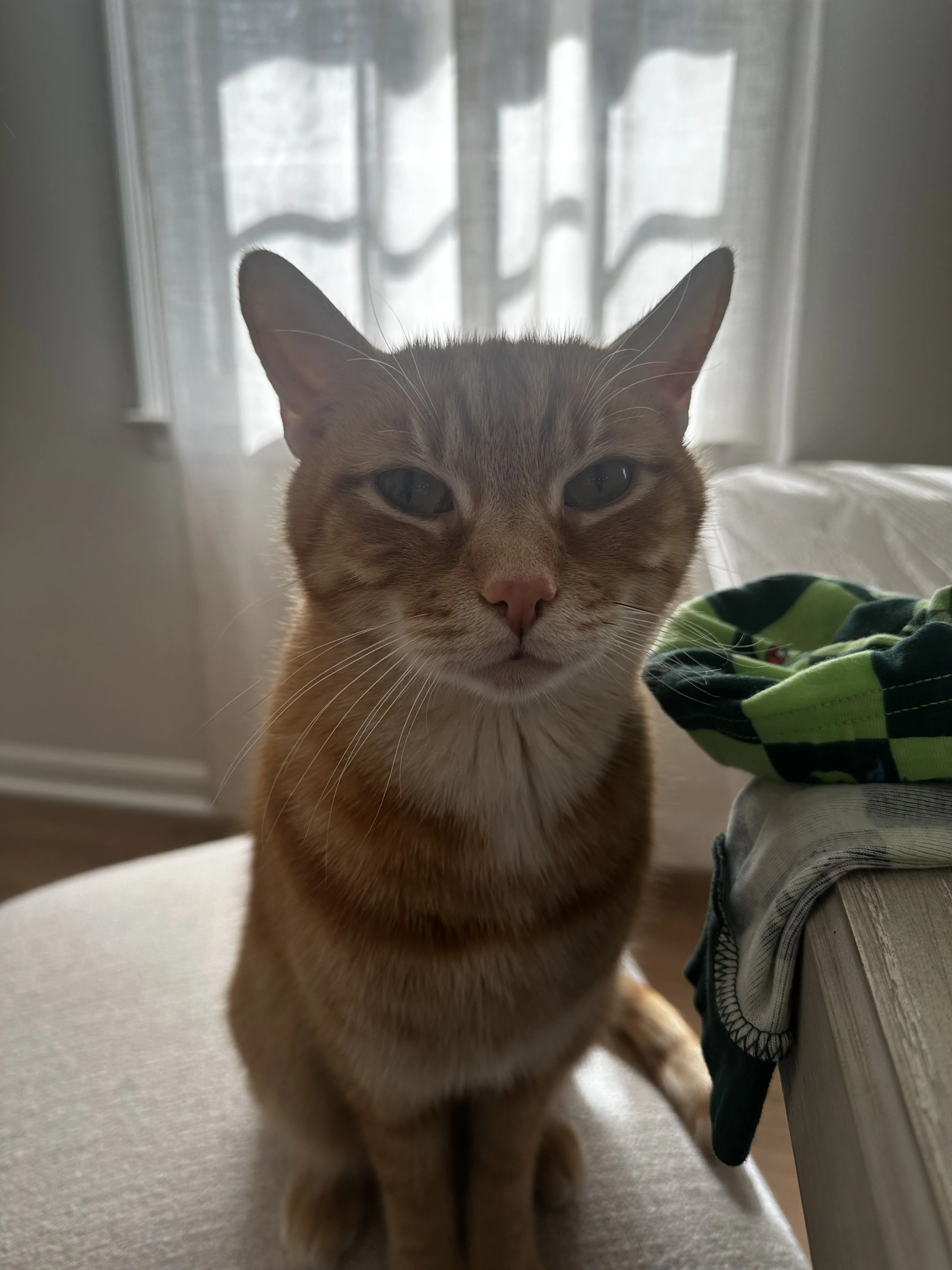 Lost pet-1