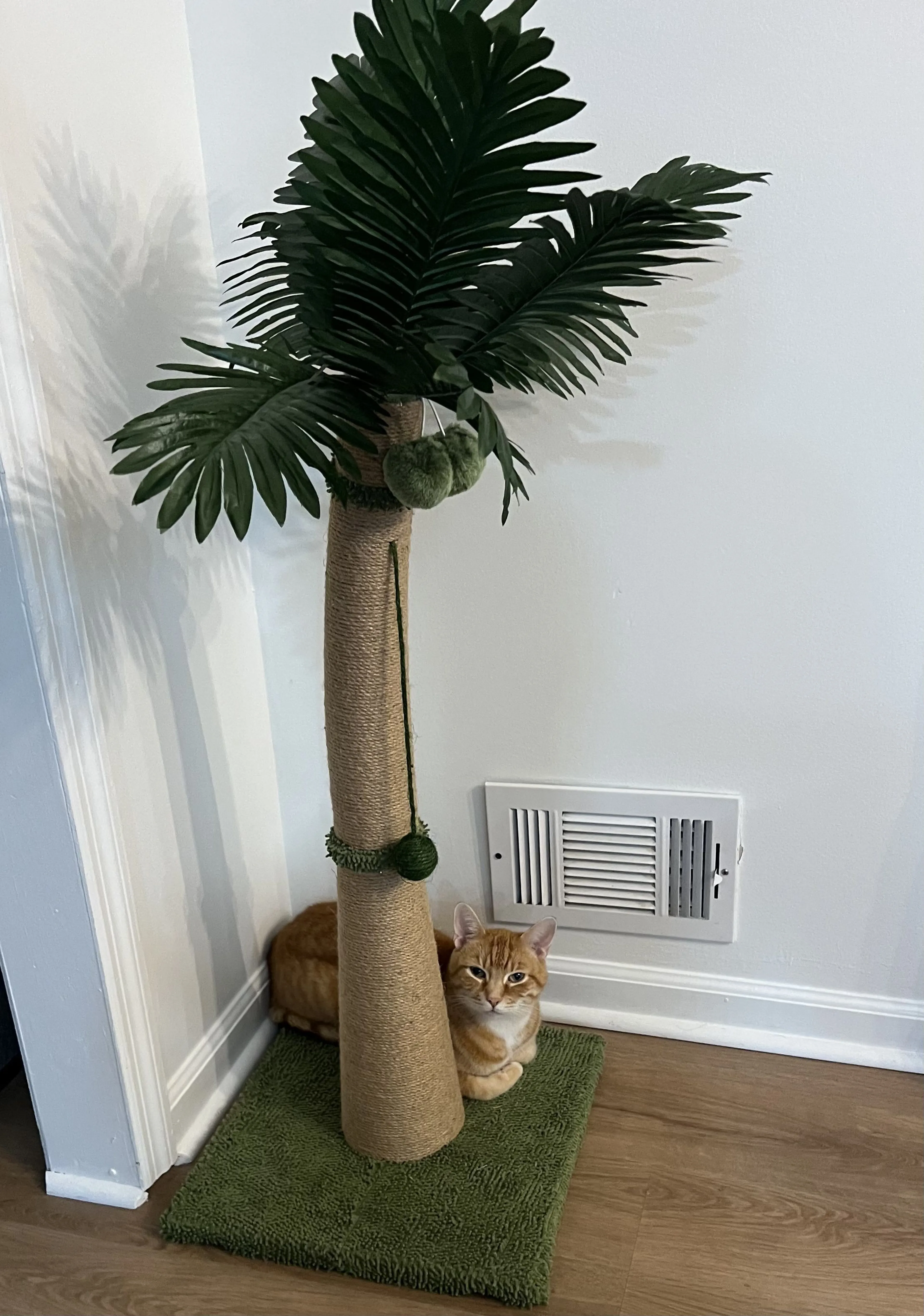 Lost pet-2