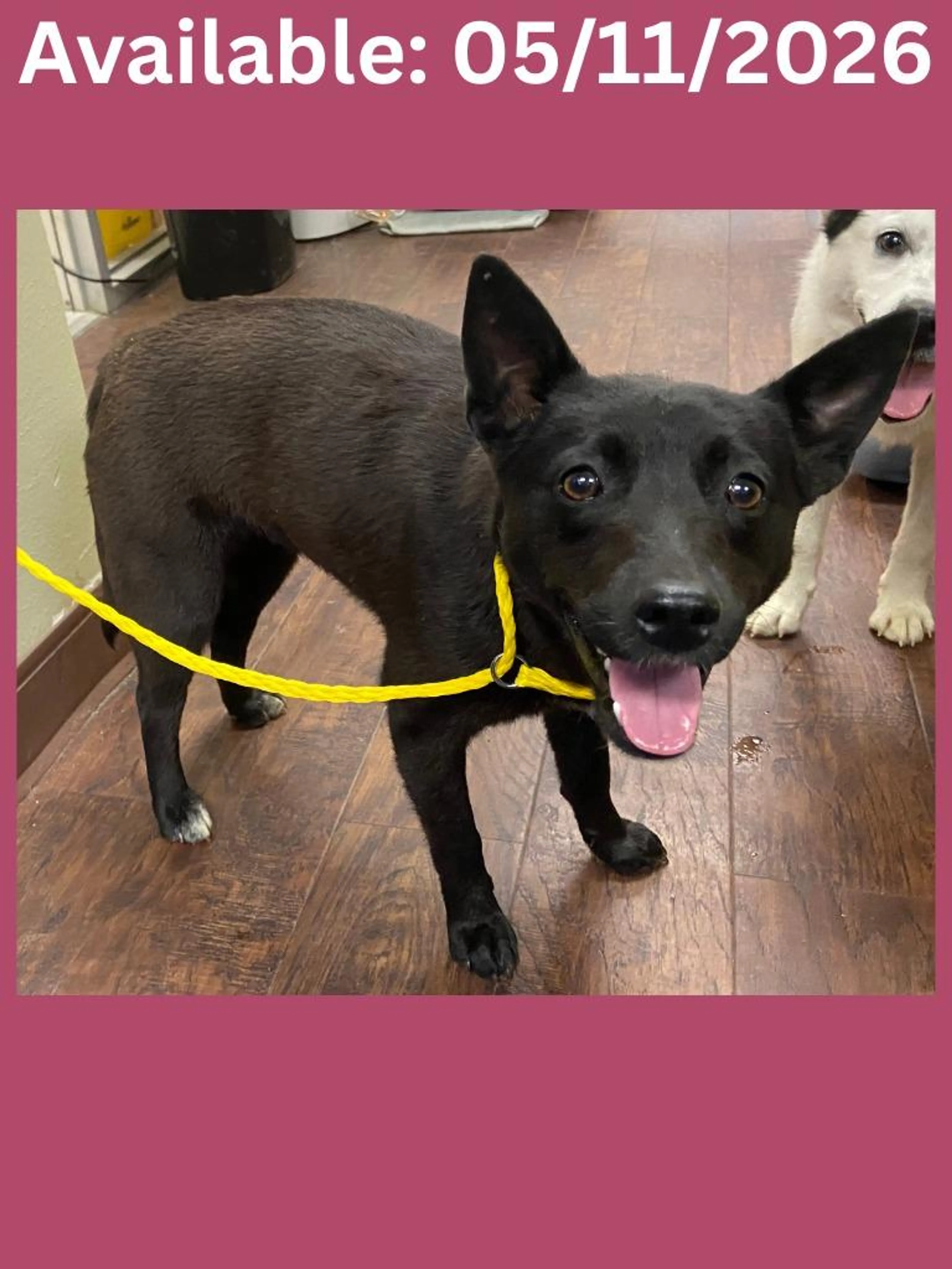 Found pet