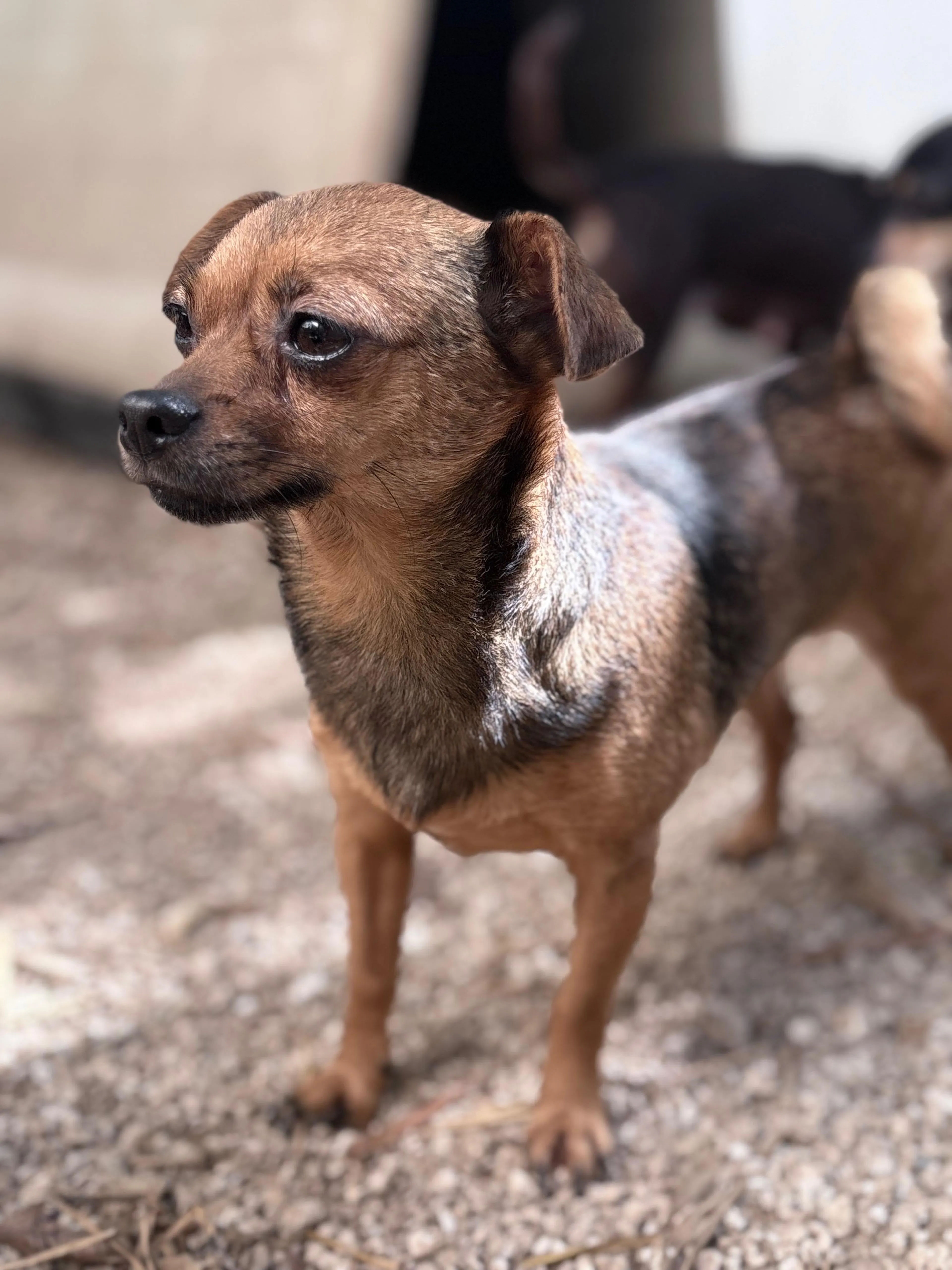 Found pet