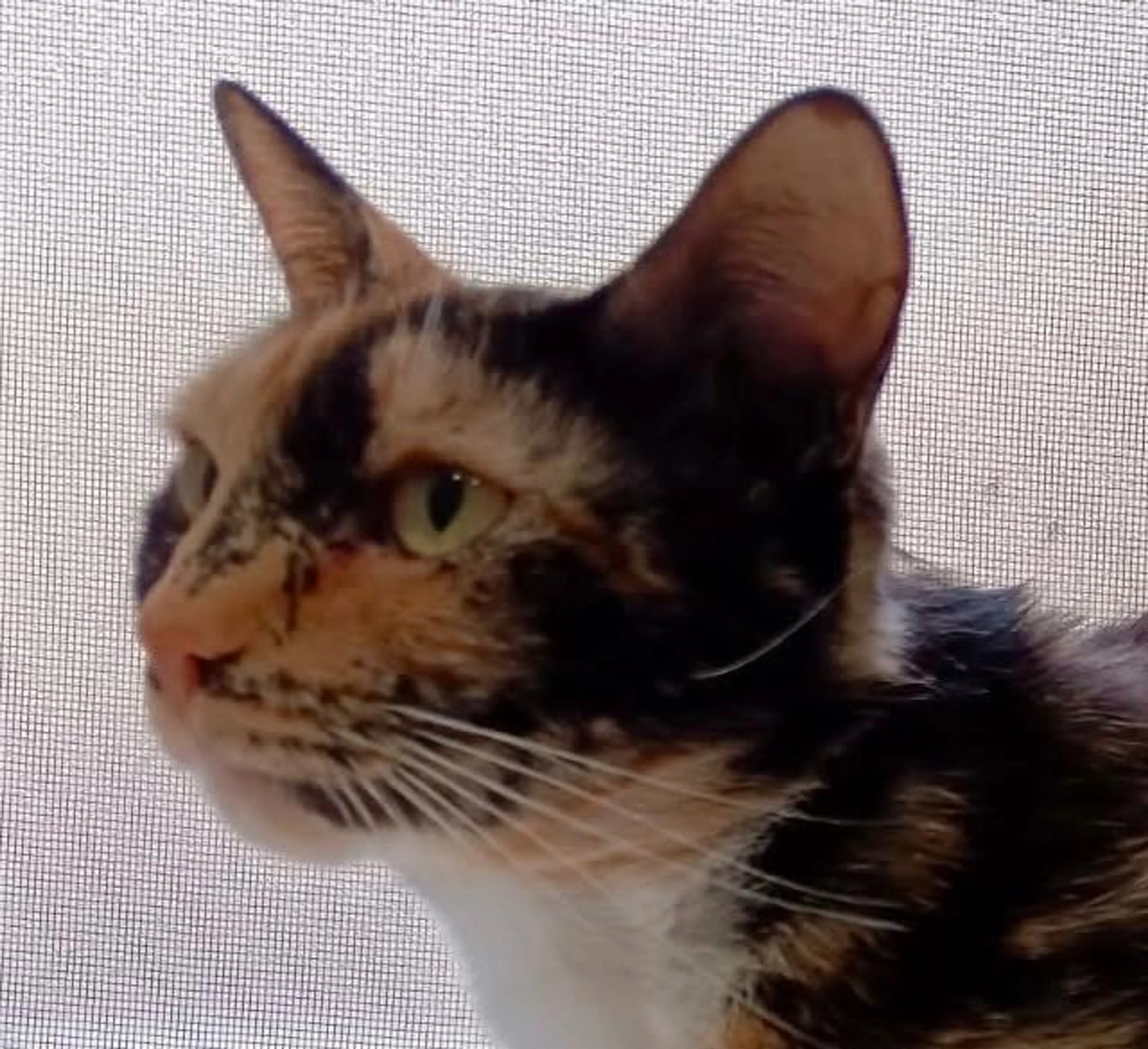 Found pet-4