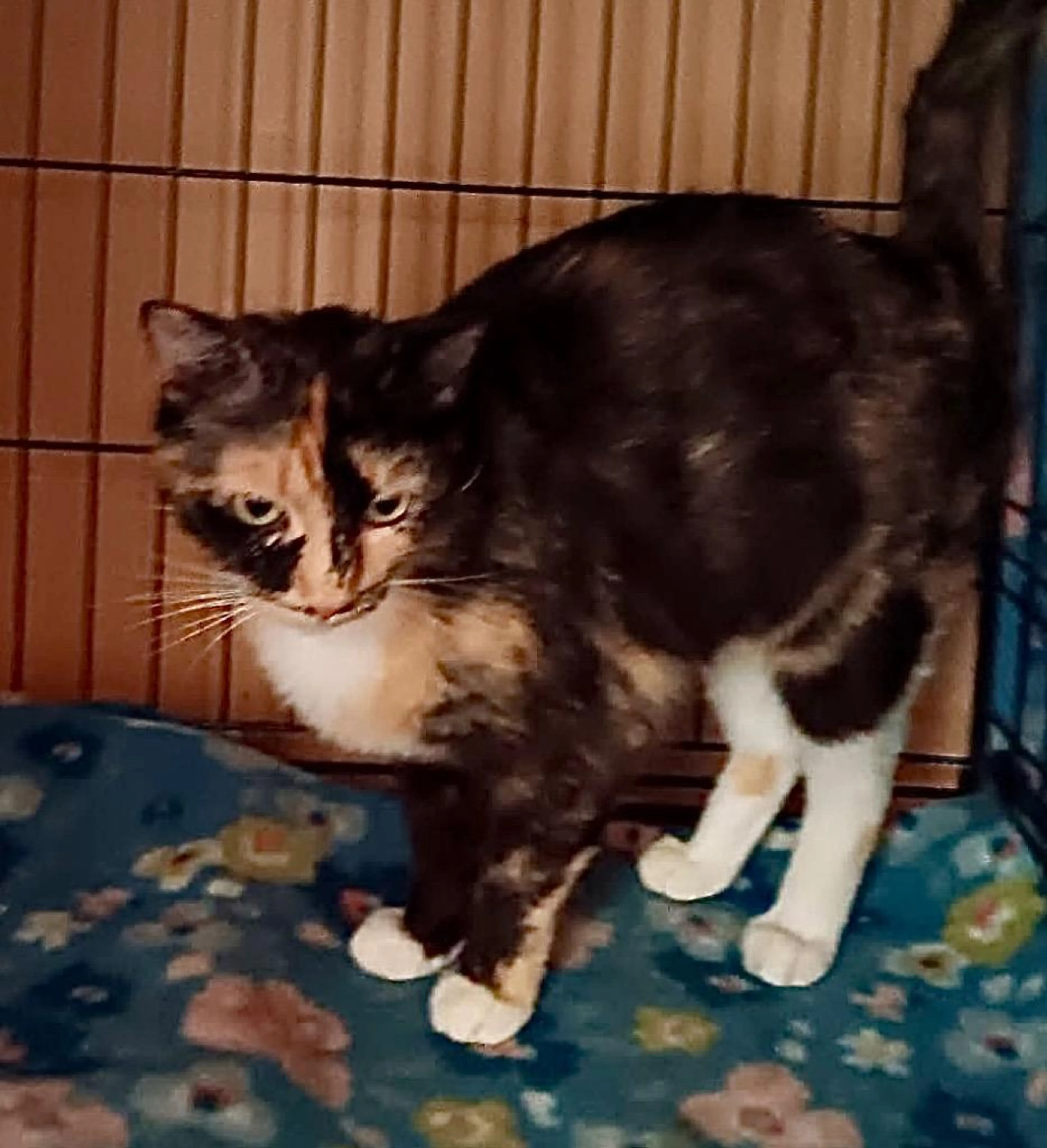 Found pet-0