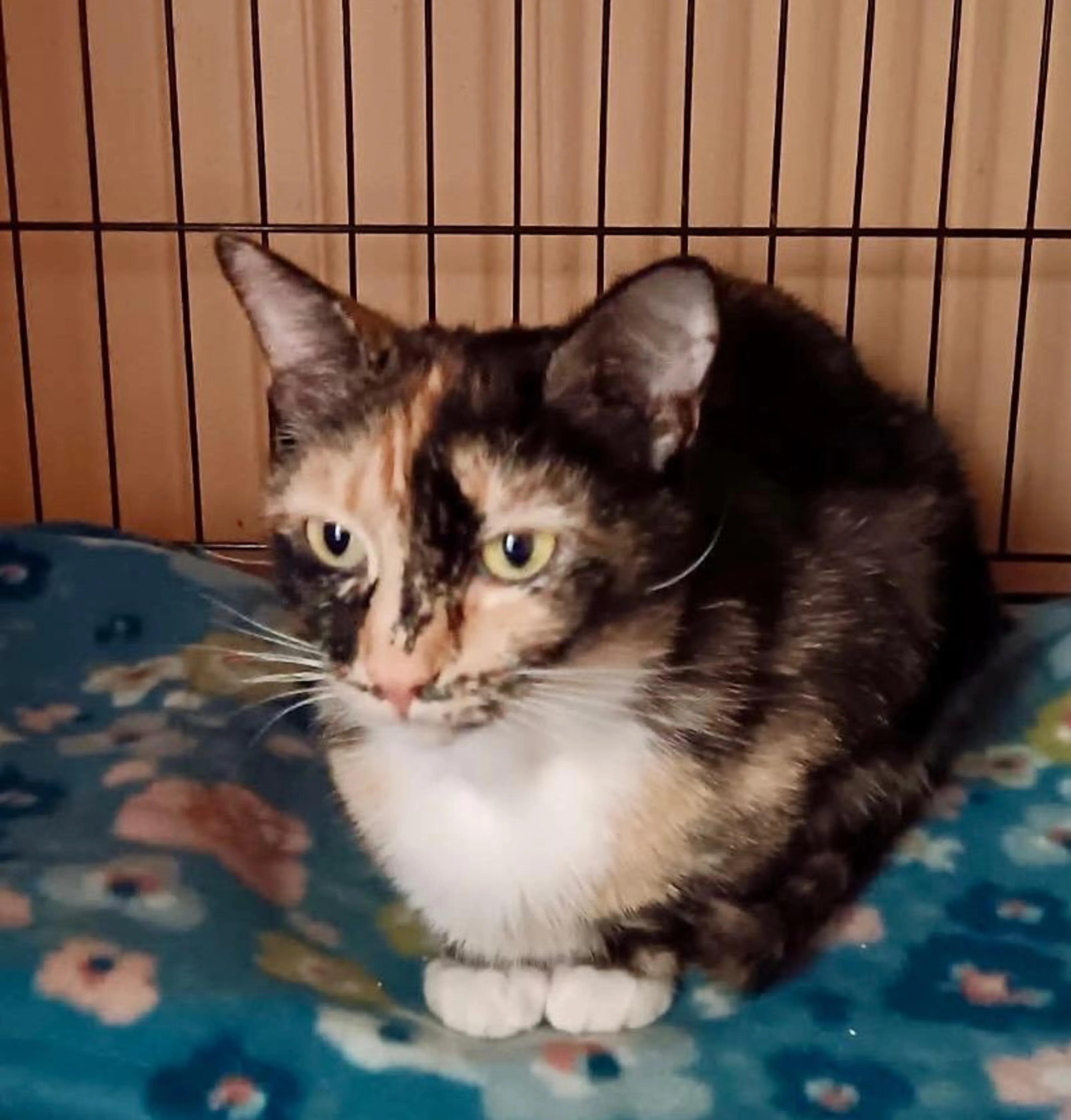 Found pet-3