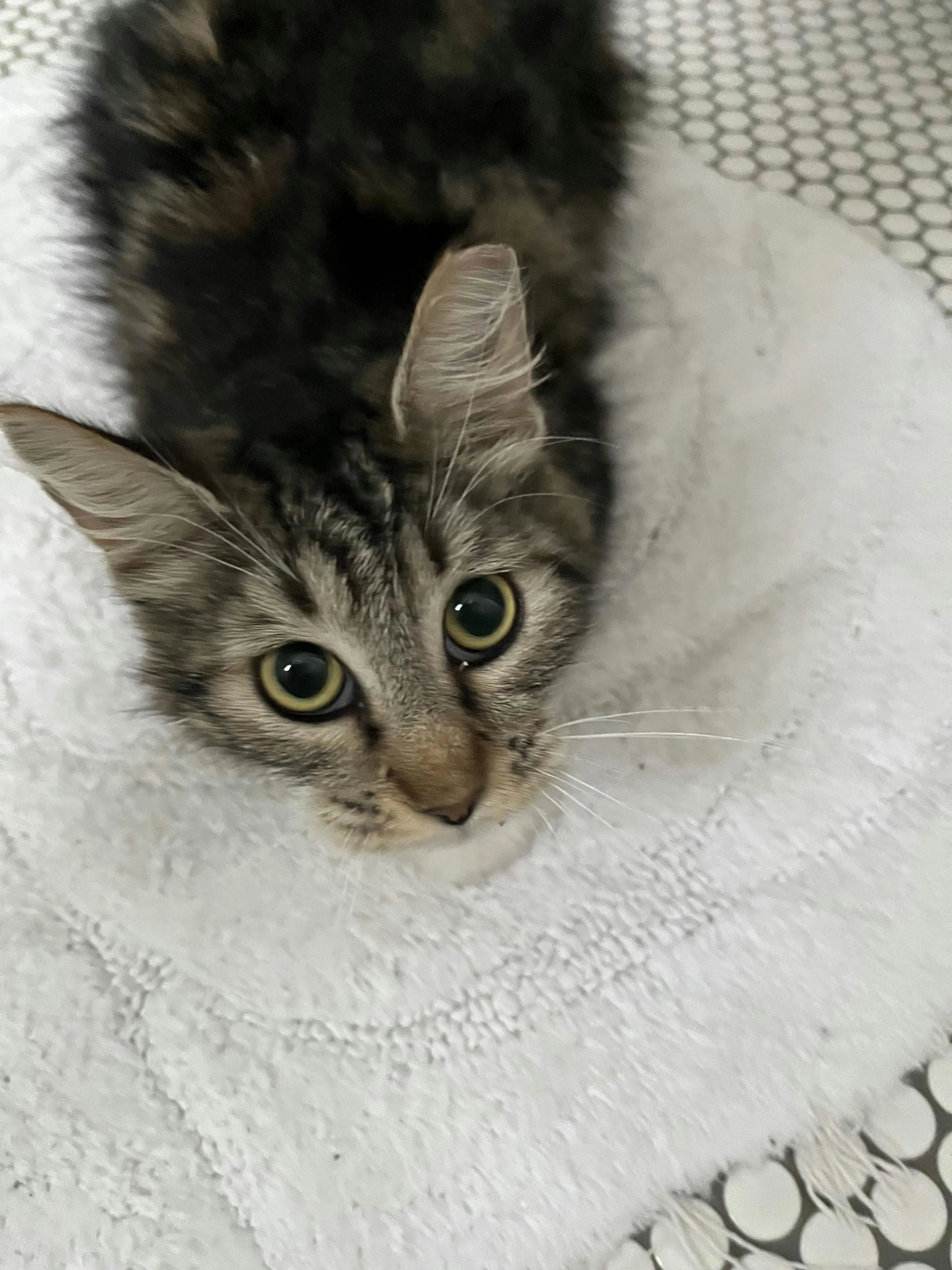 Found pet-3