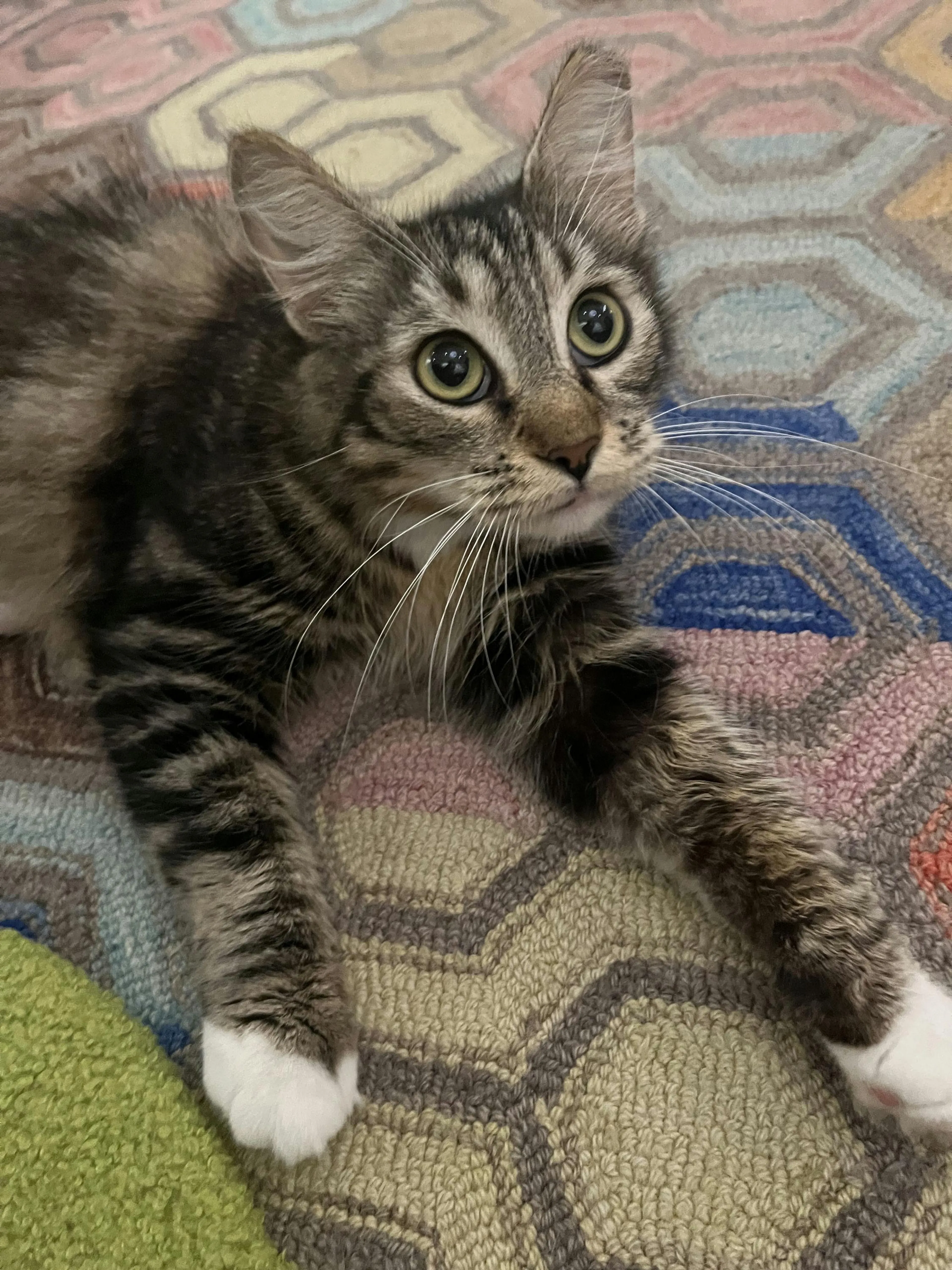 Found pet-1