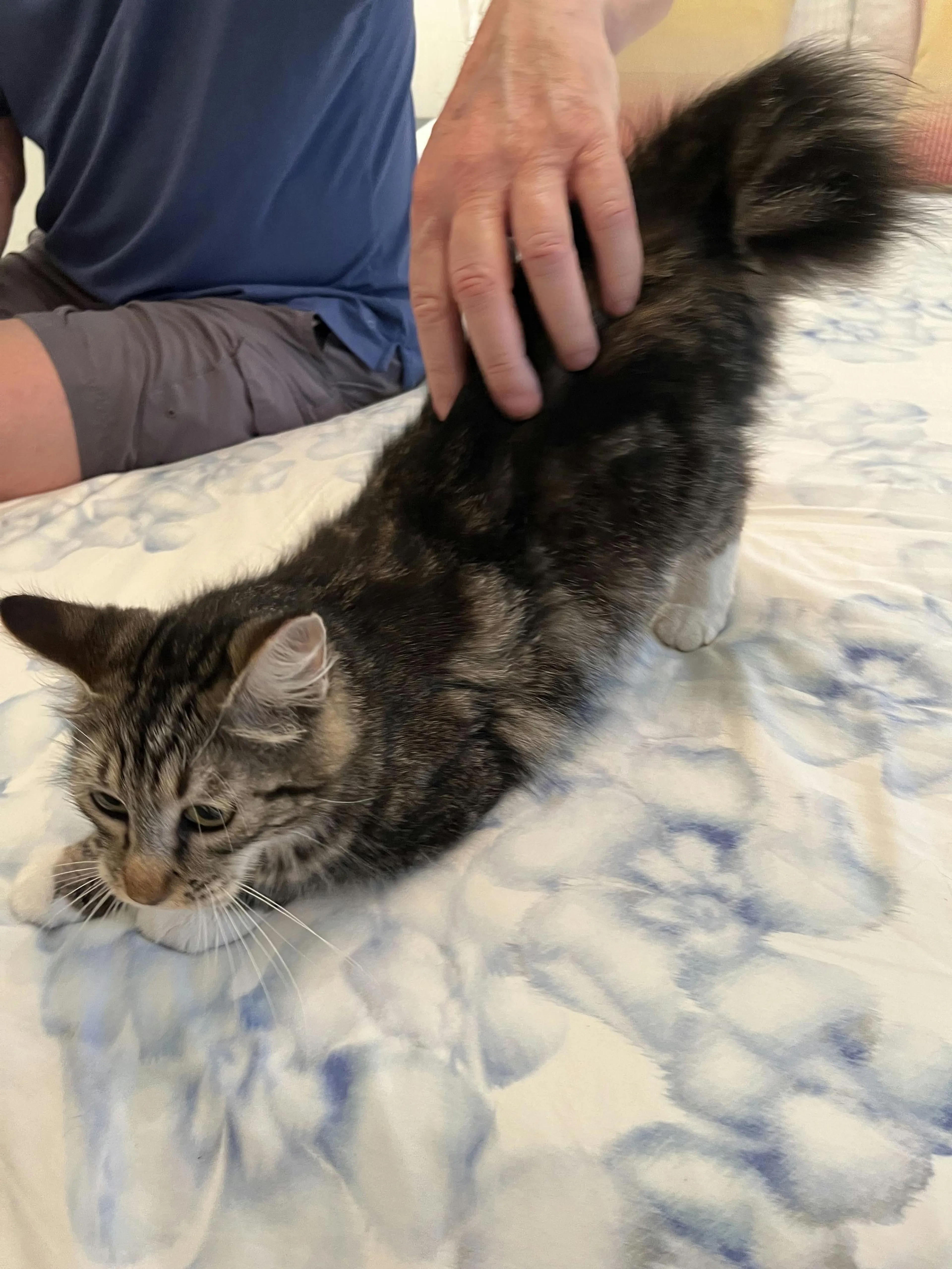 Found pet-2