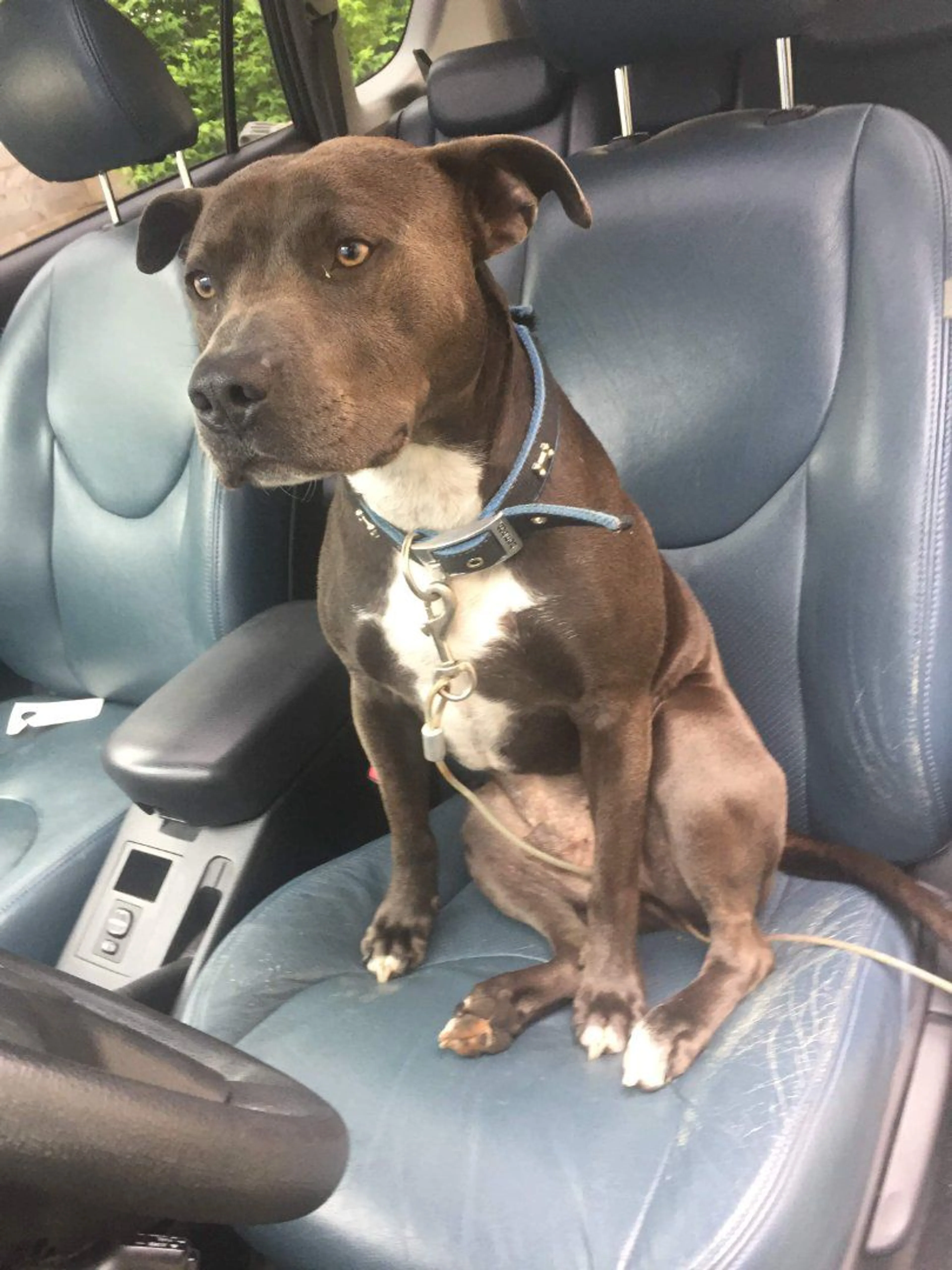 Lost pet