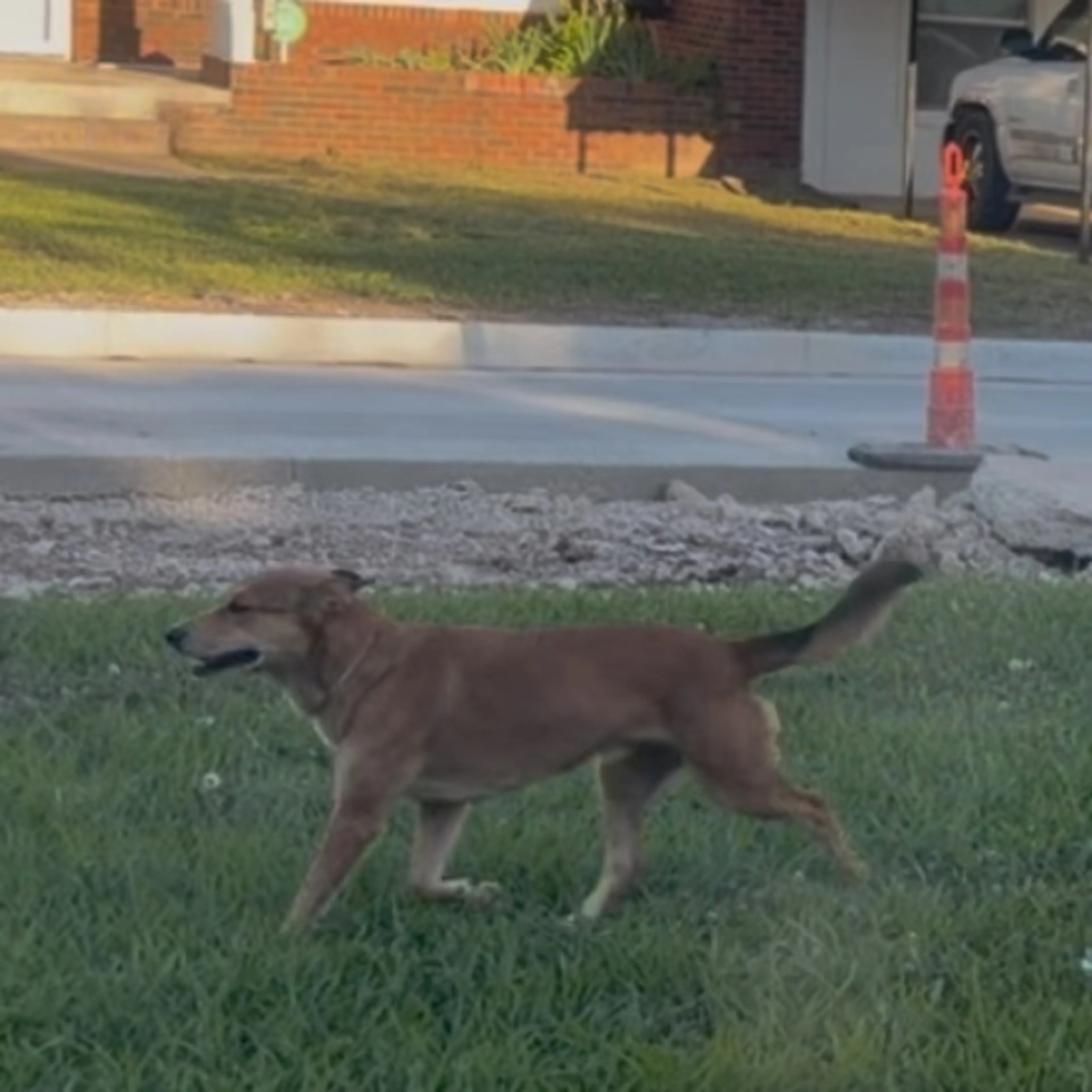 Found pet