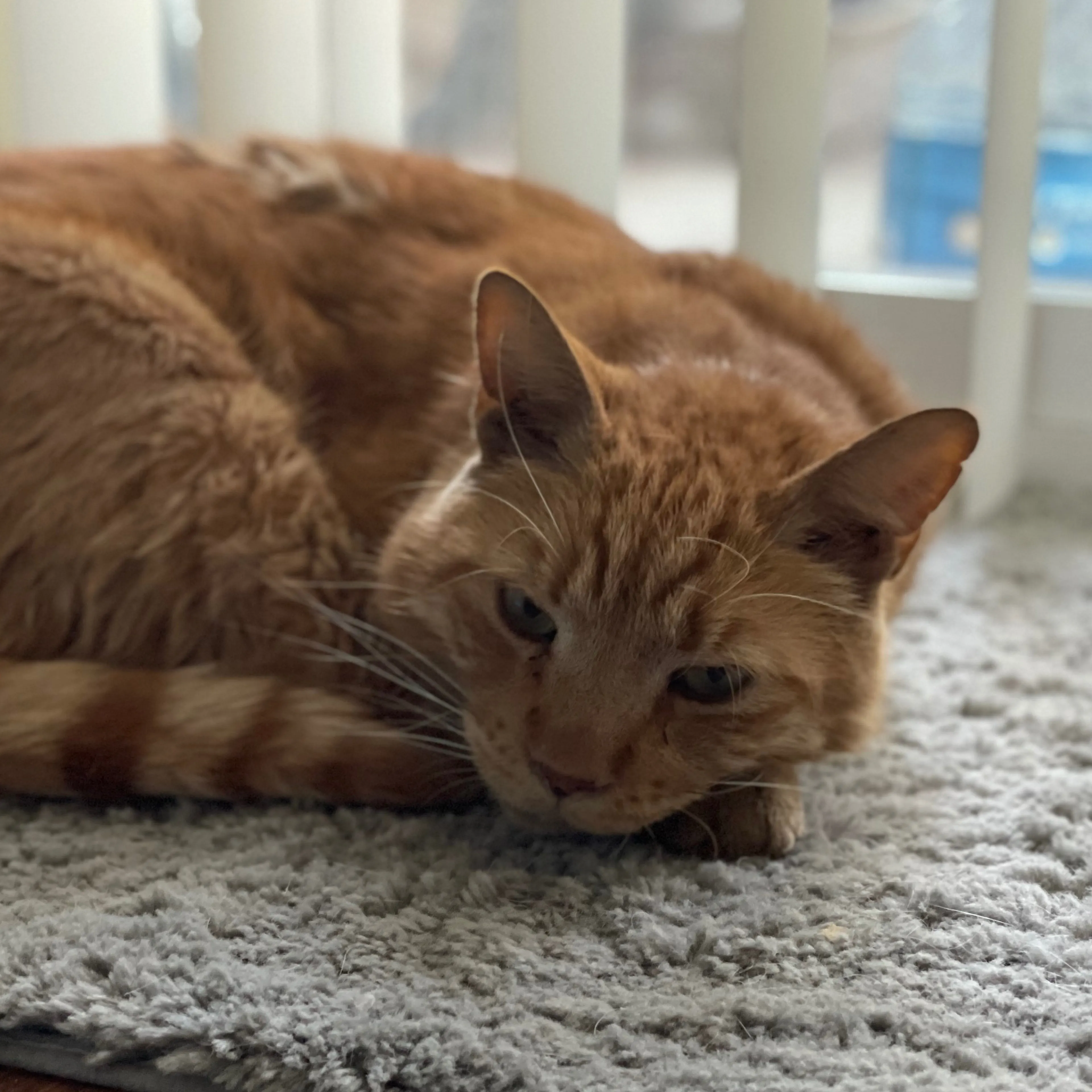 Lost pet-2