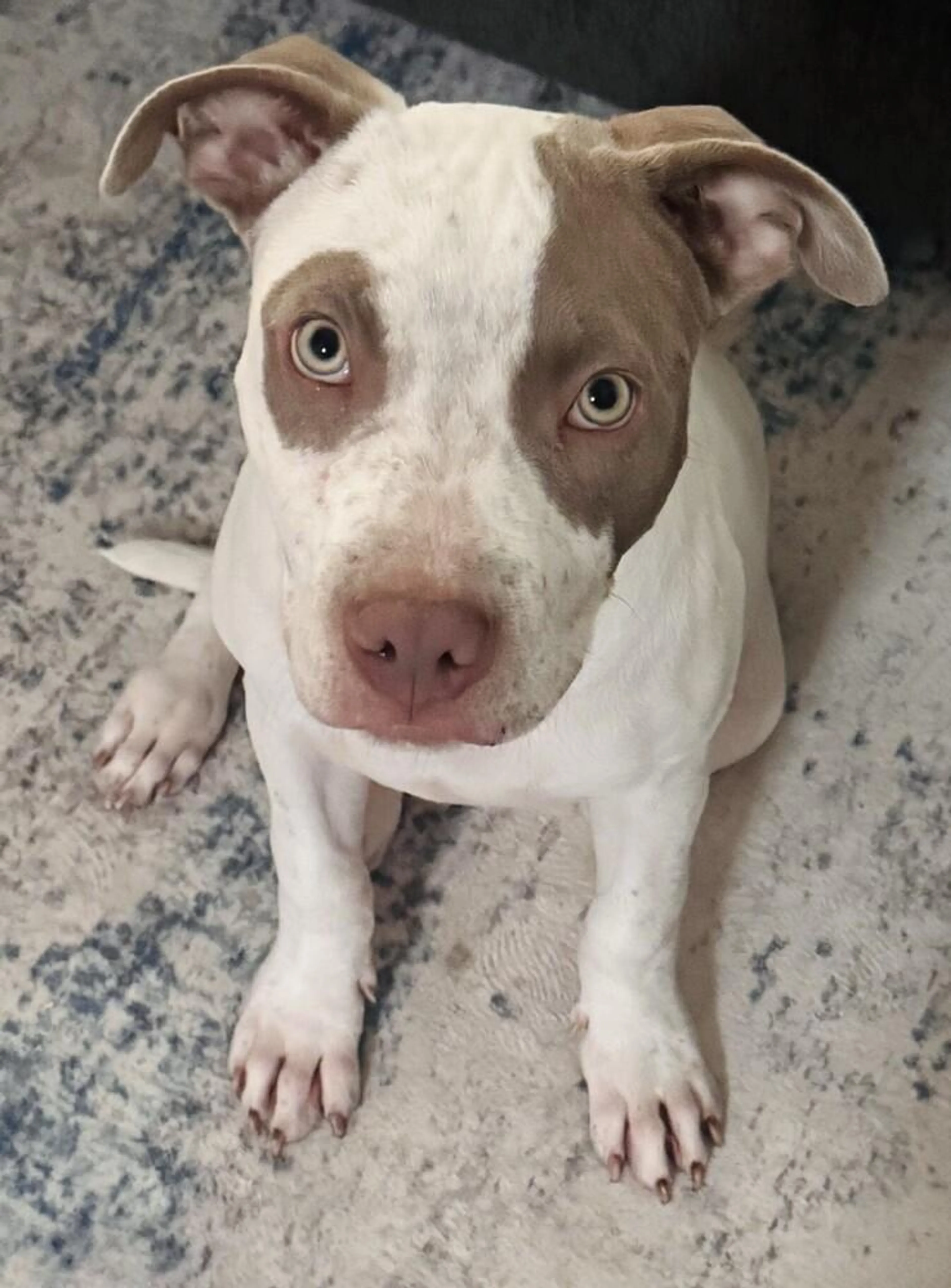 Found pet-1