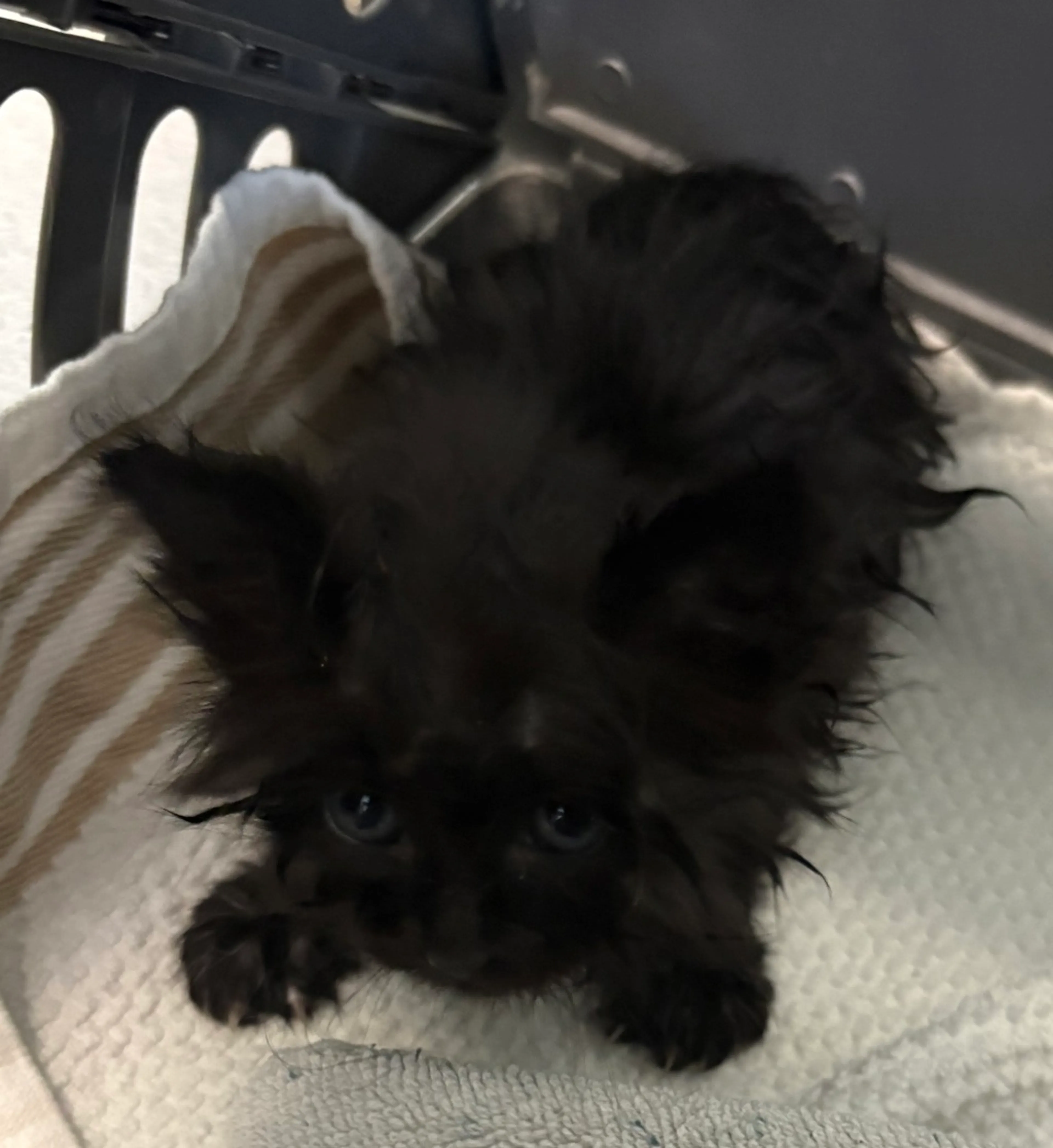 Found pet