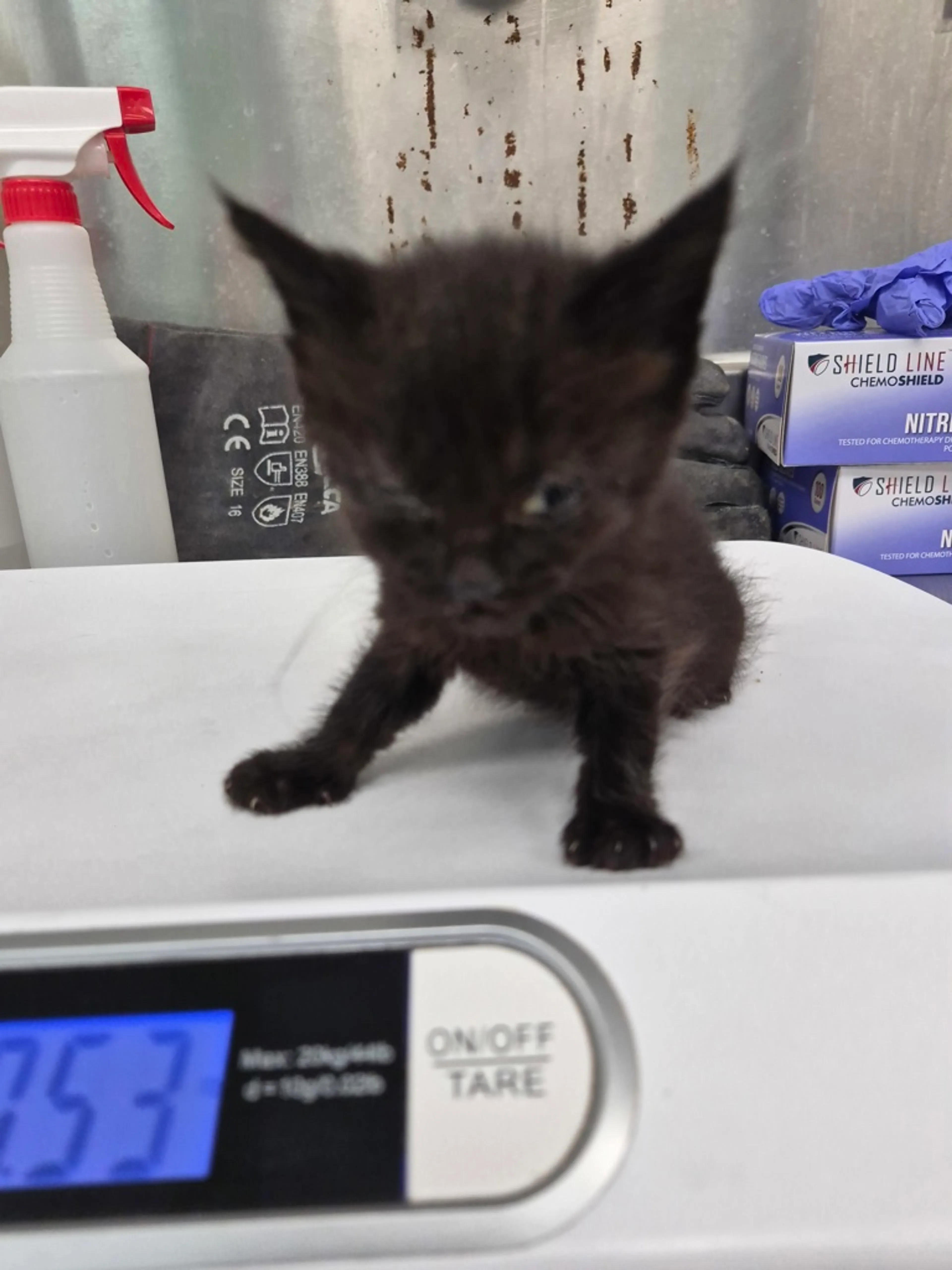 Found pet