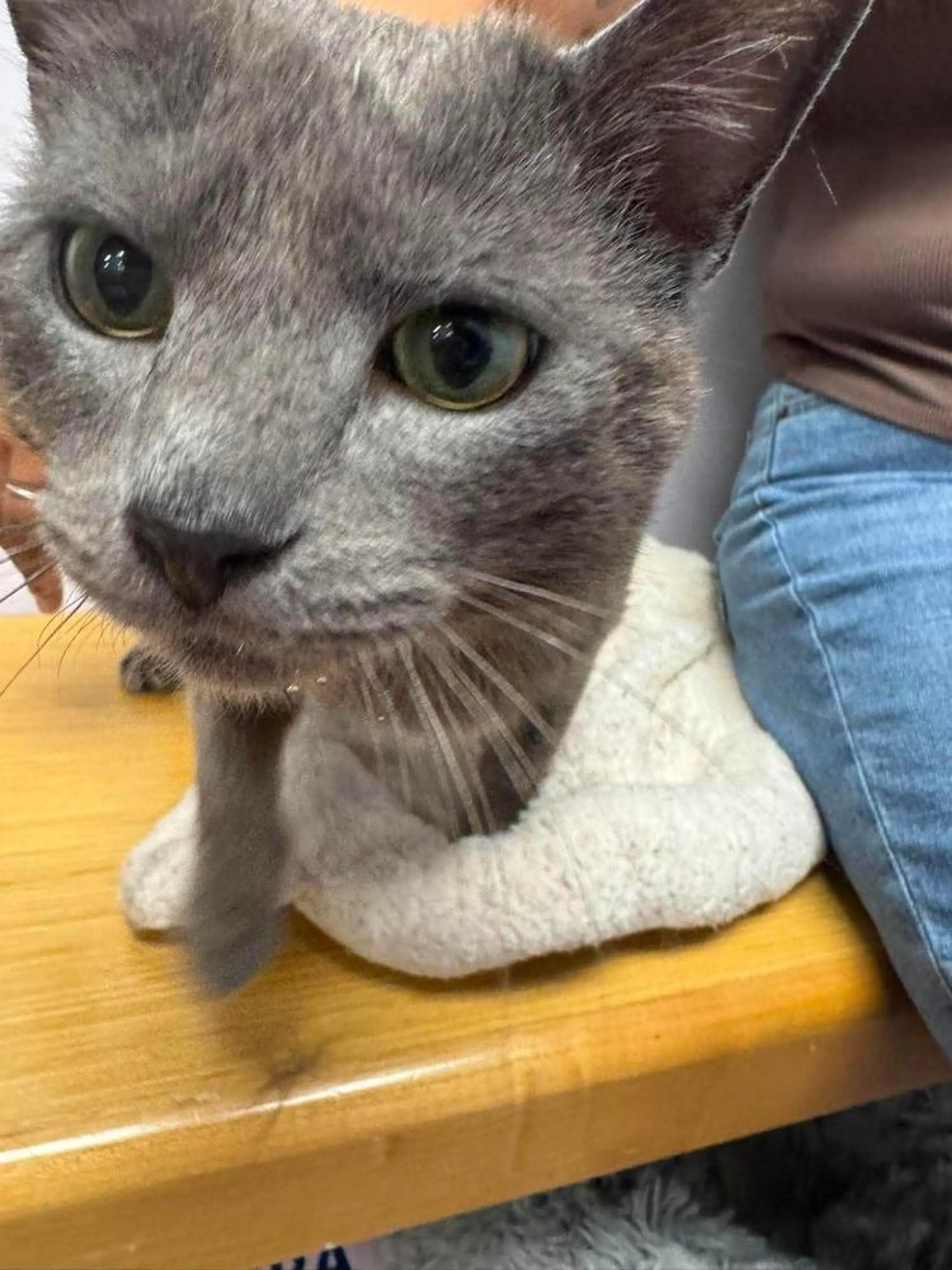 Found pet-2