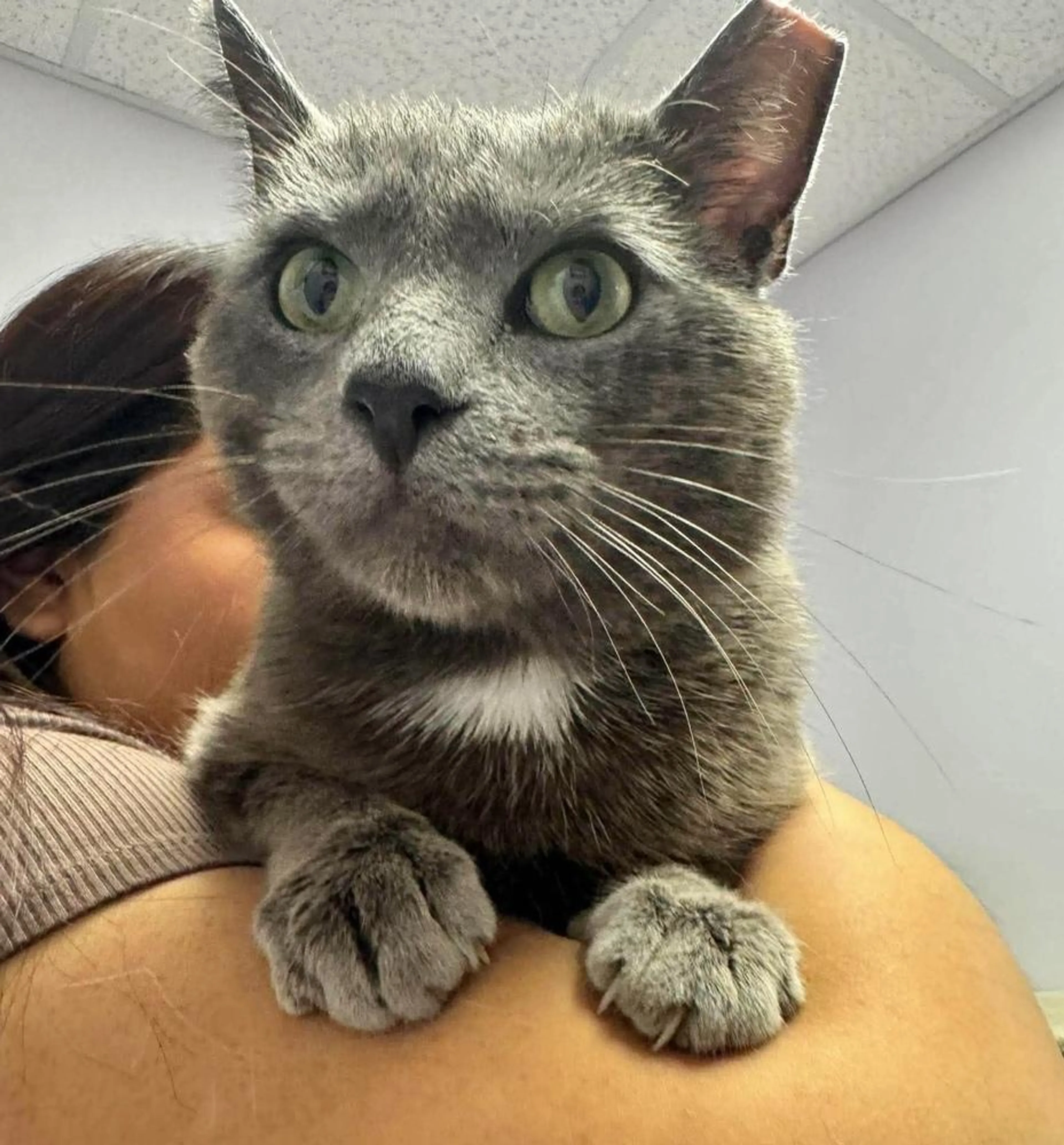 Found pet-3