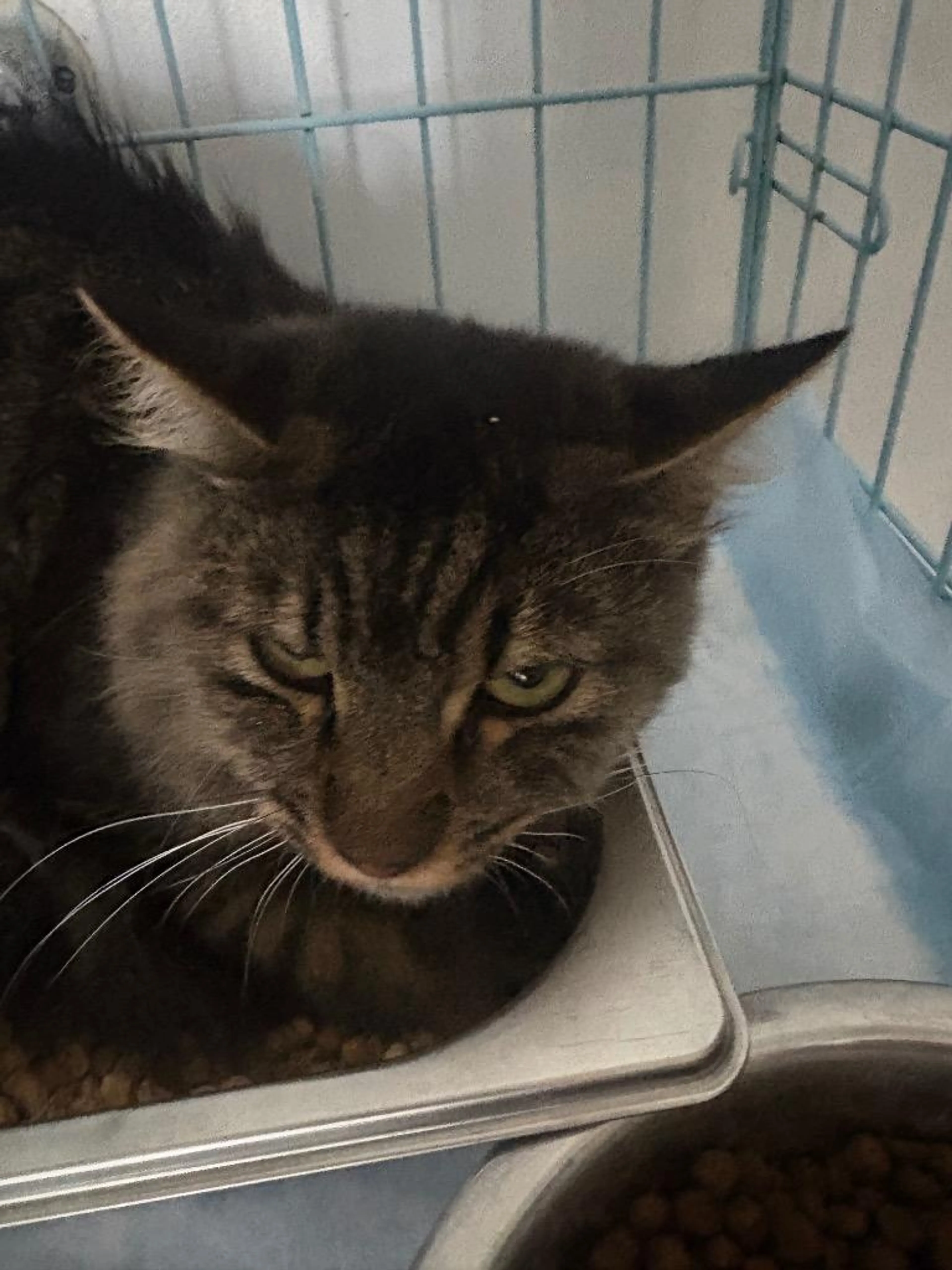 Found pet