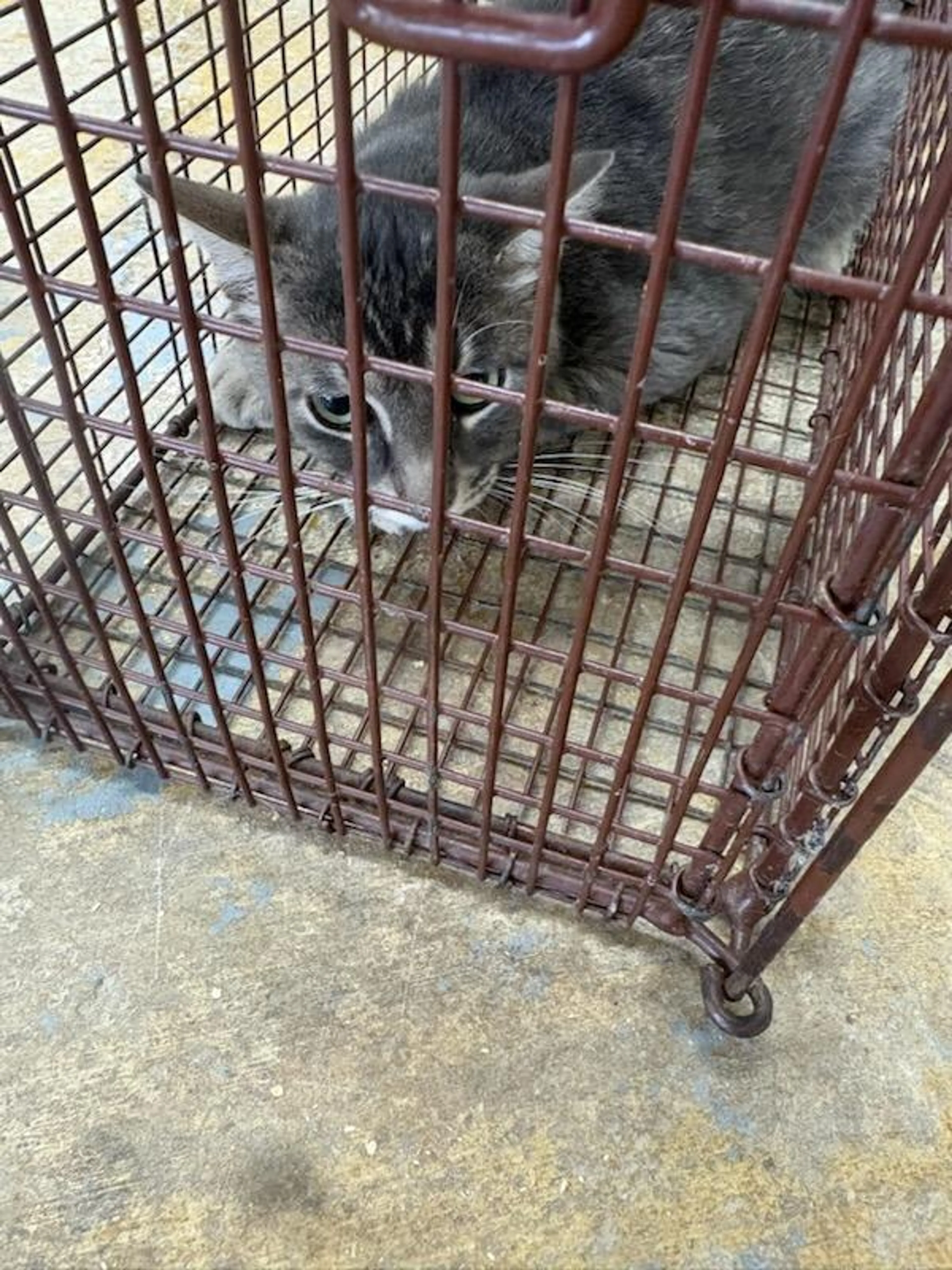Found pet