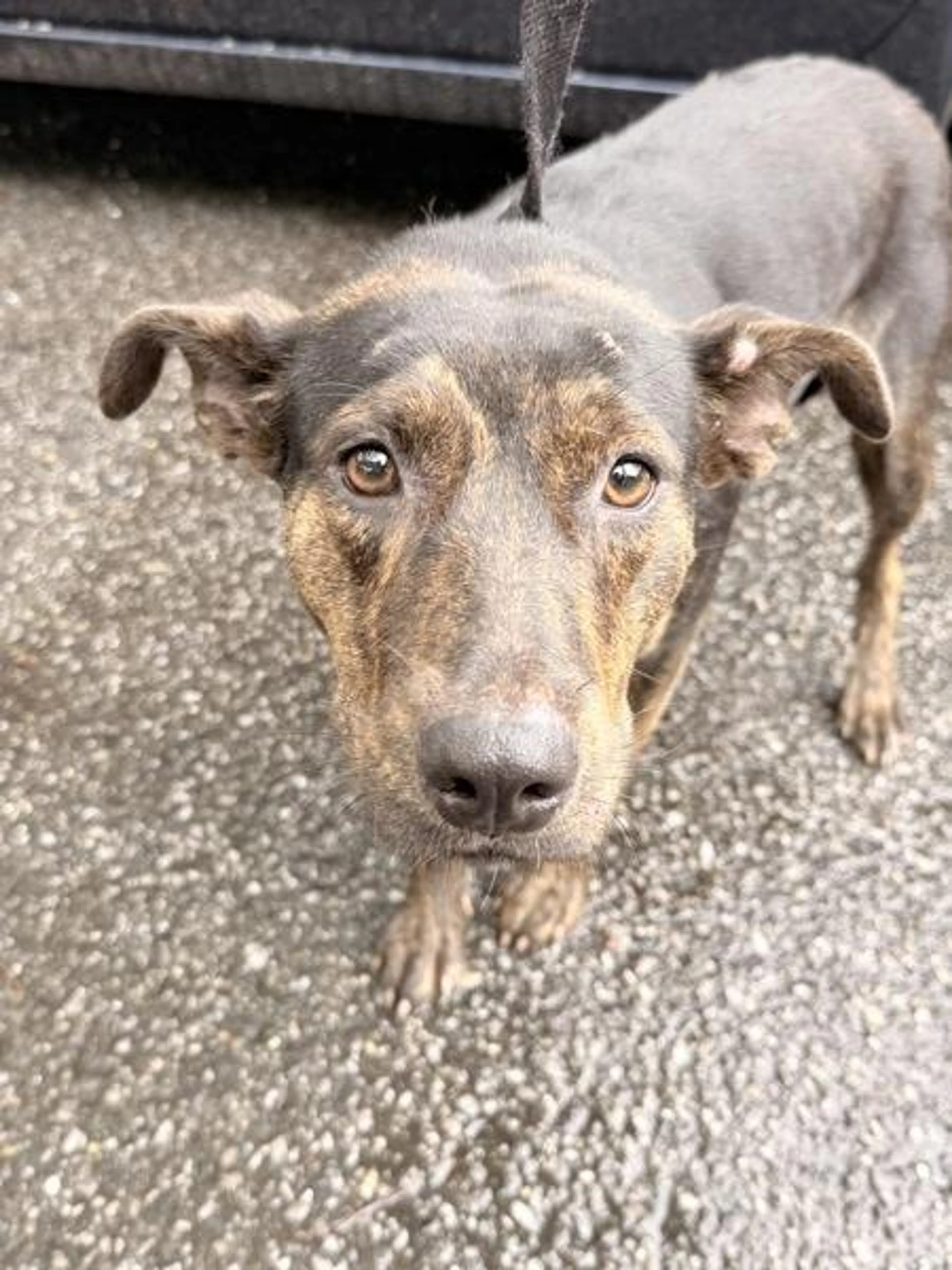 Found pet