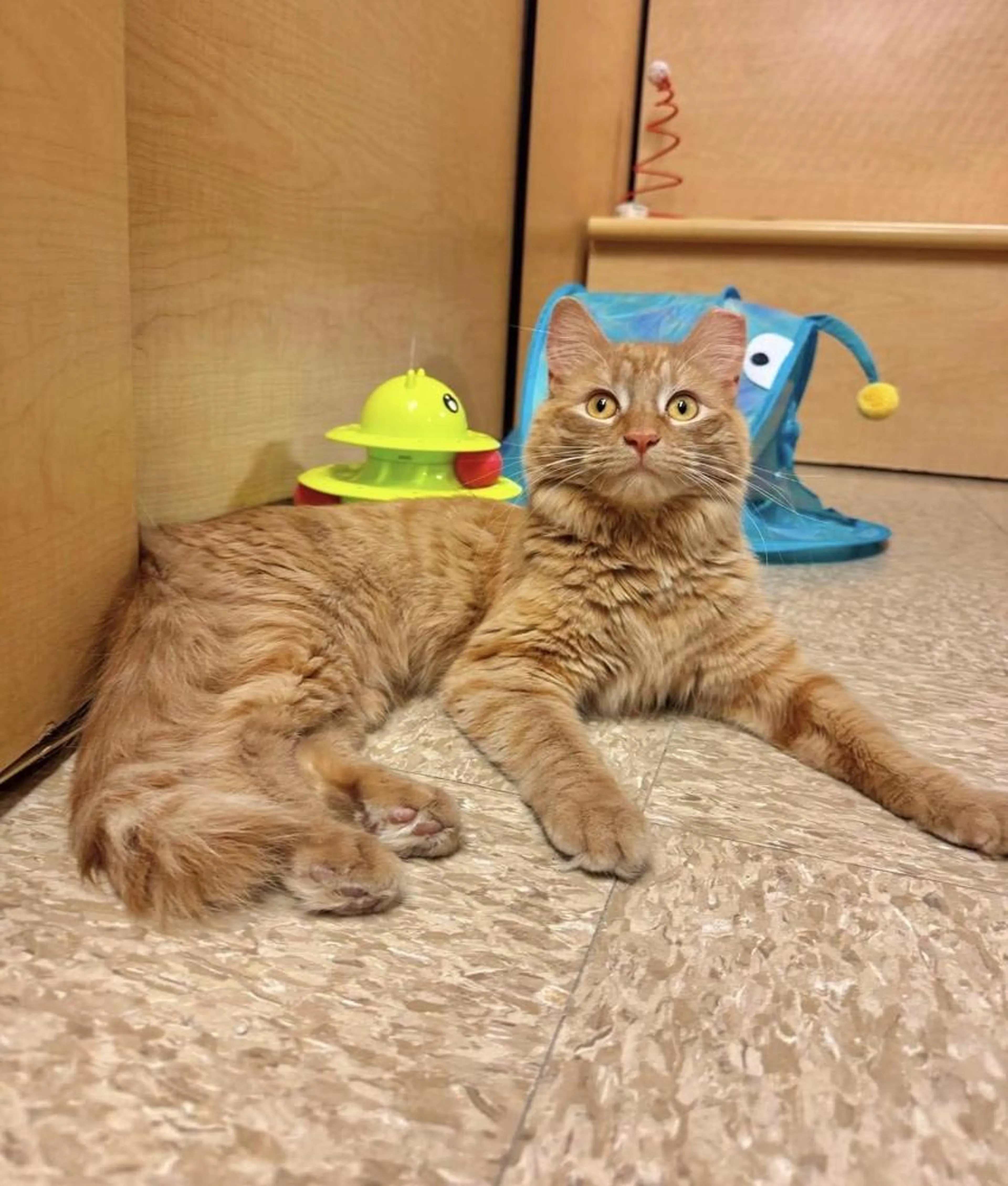 Found pet-1