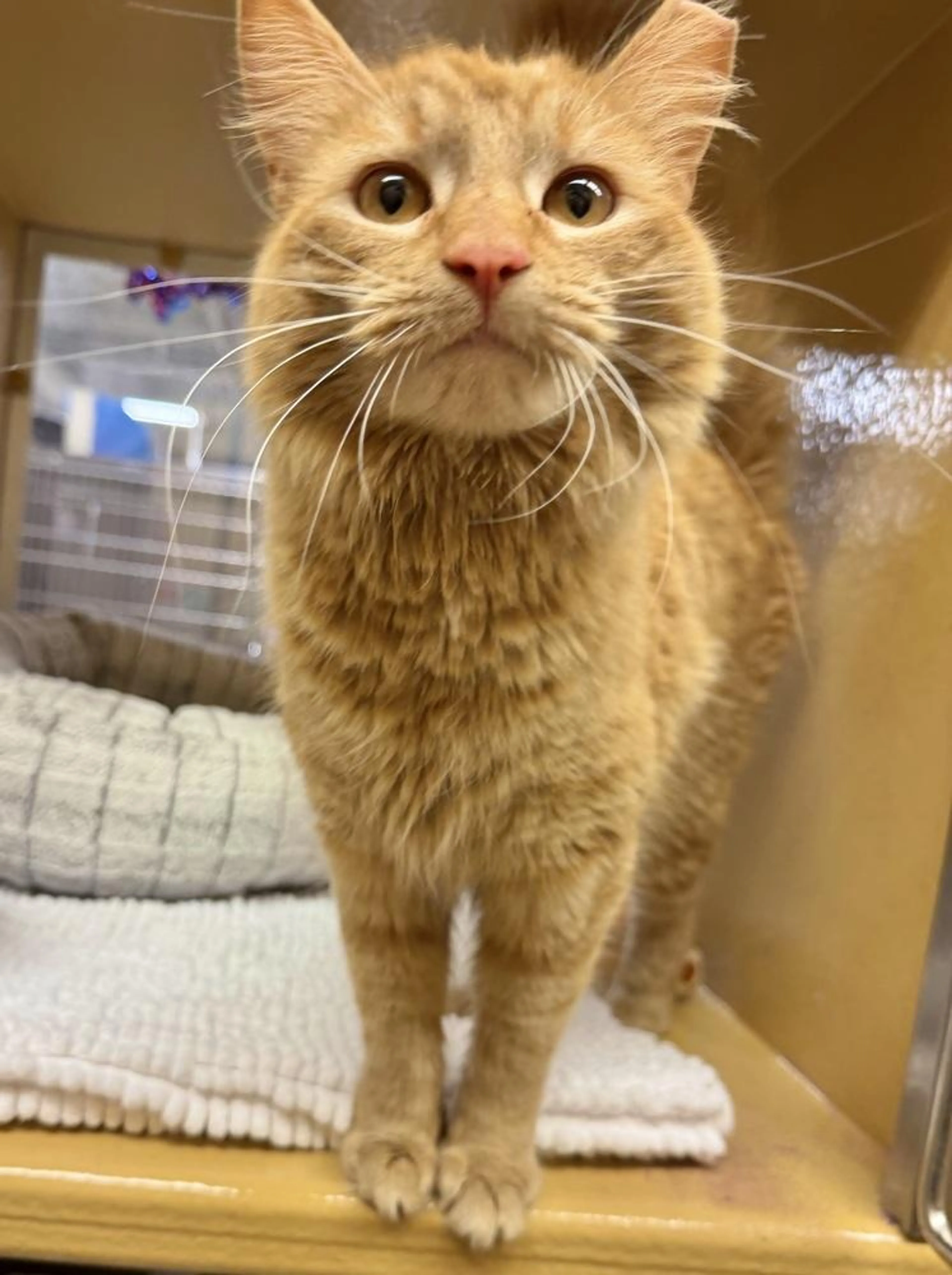 Found pet-4