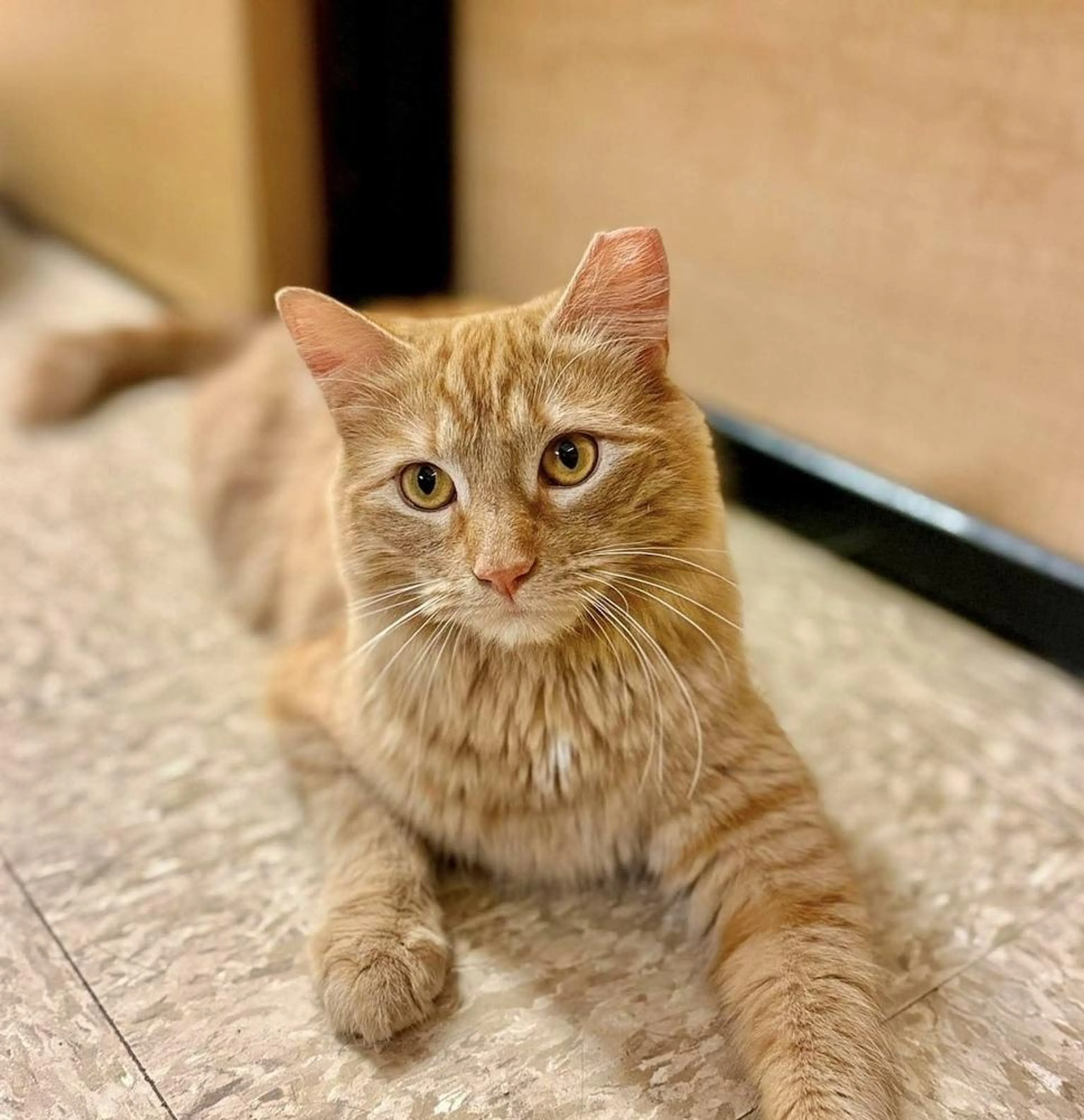 Found pet-3