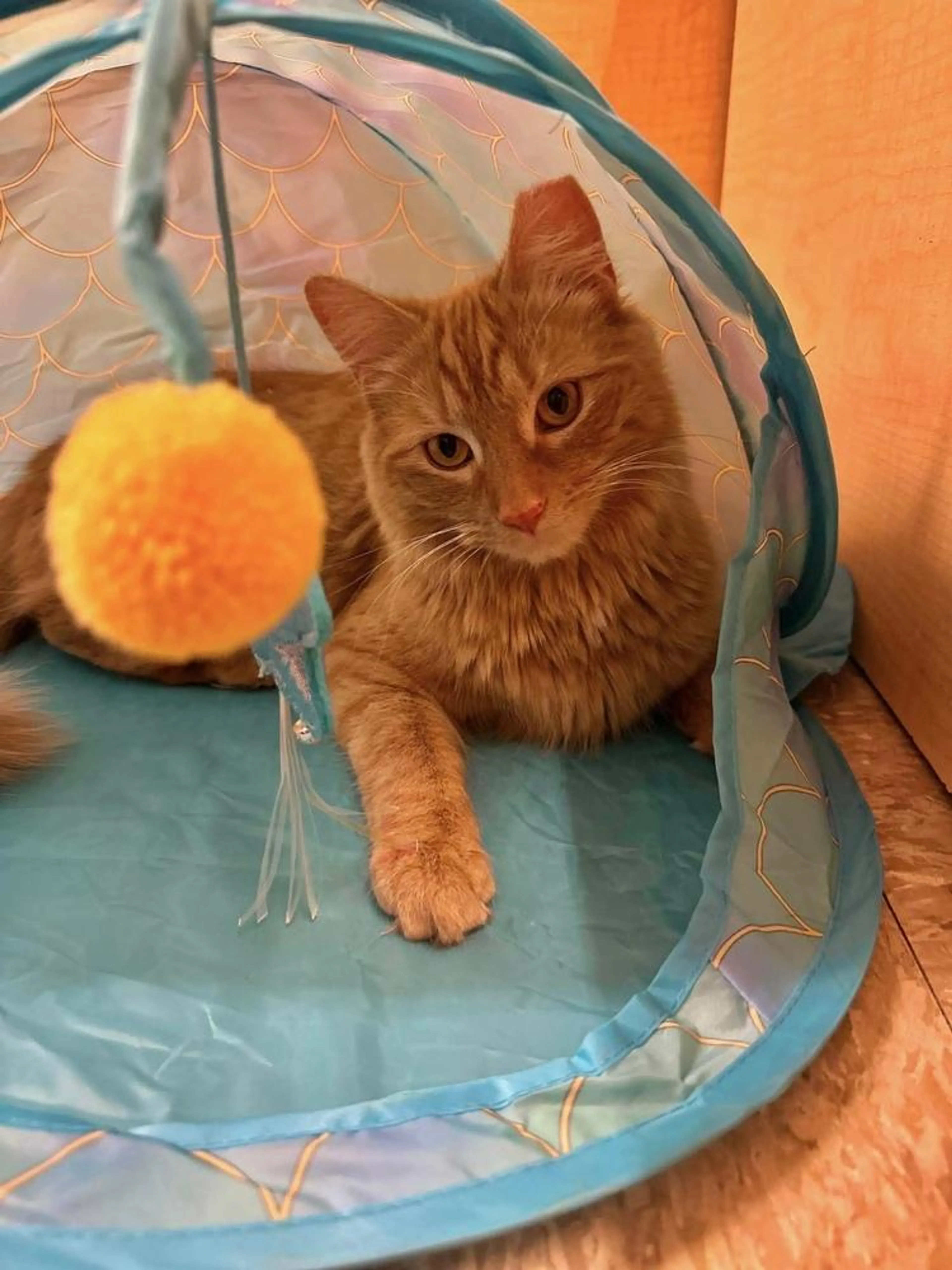 Found pet-2