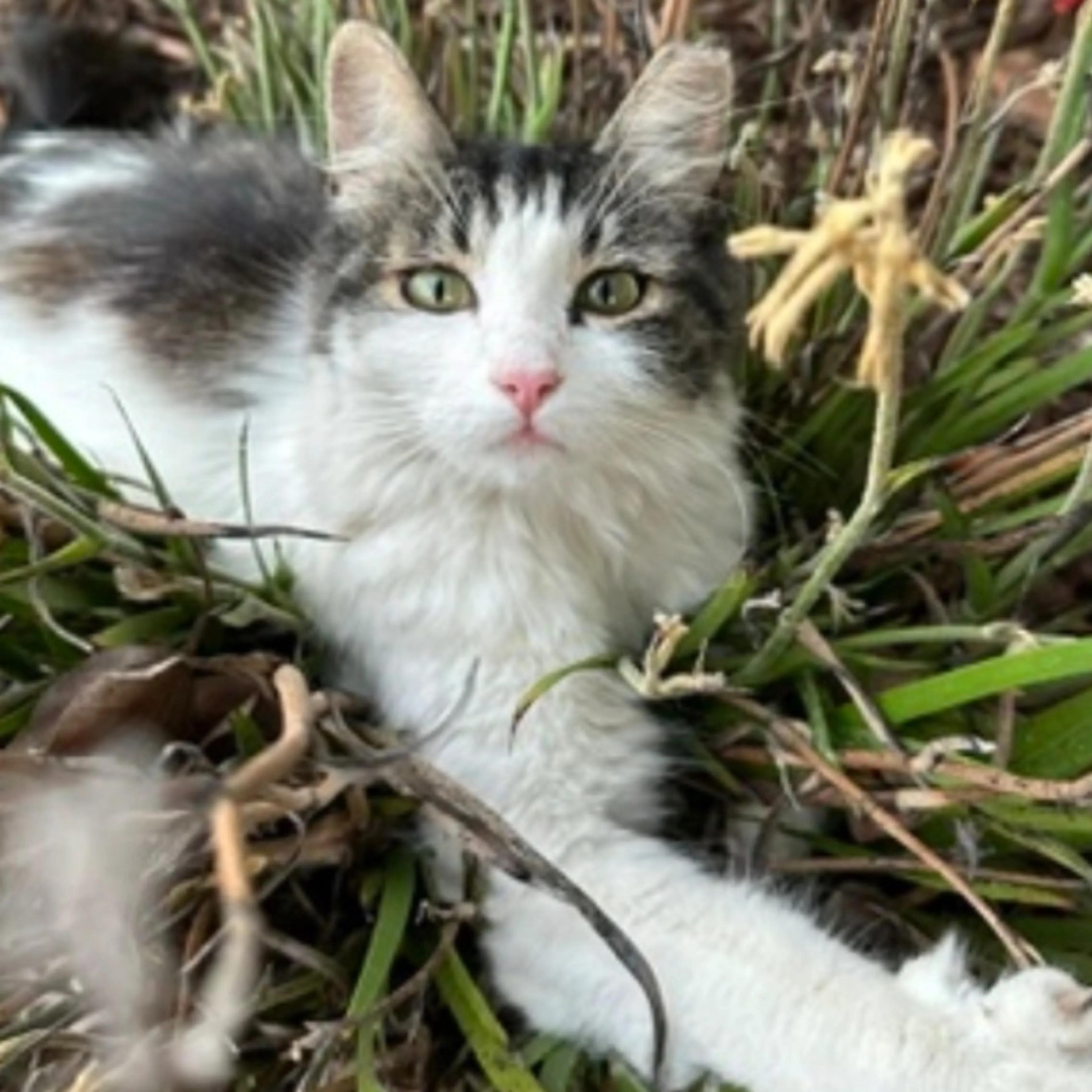 Lost pet-0