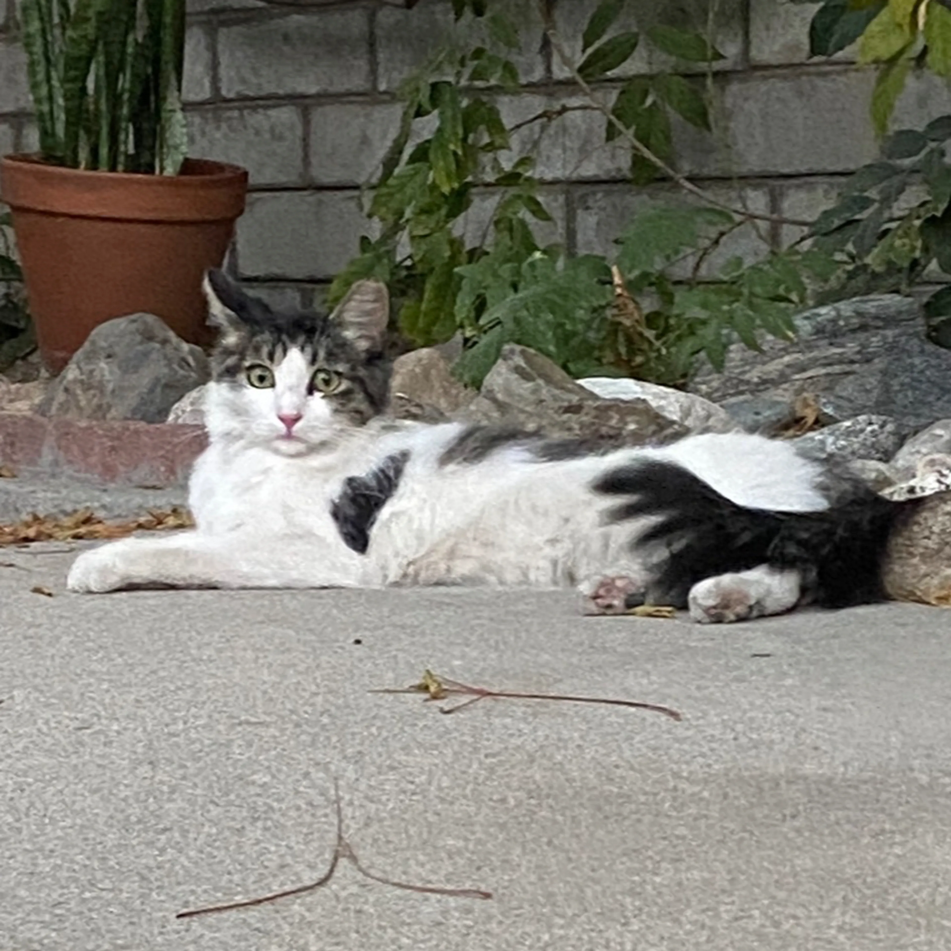 Lost pet-1