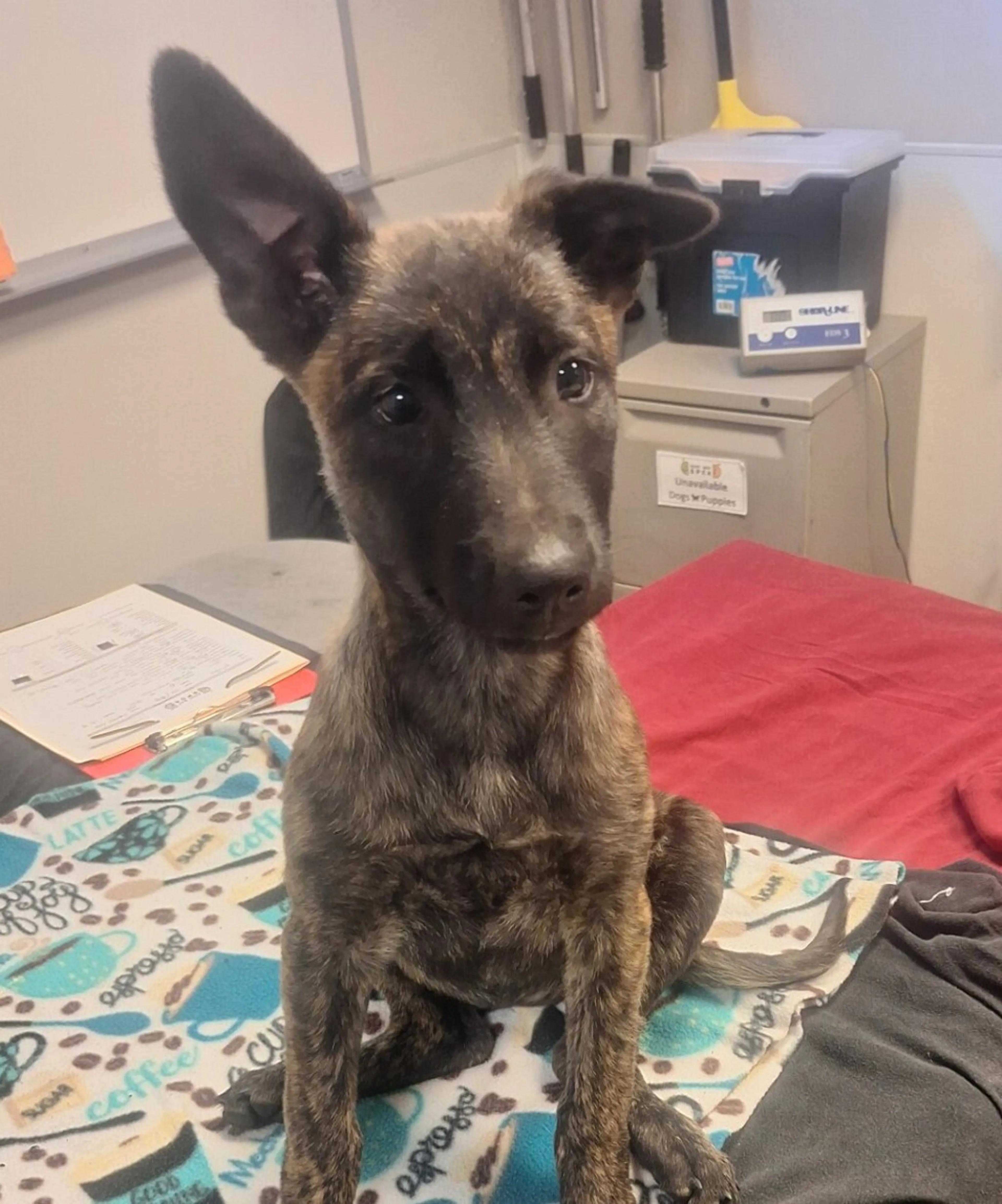 Found pet