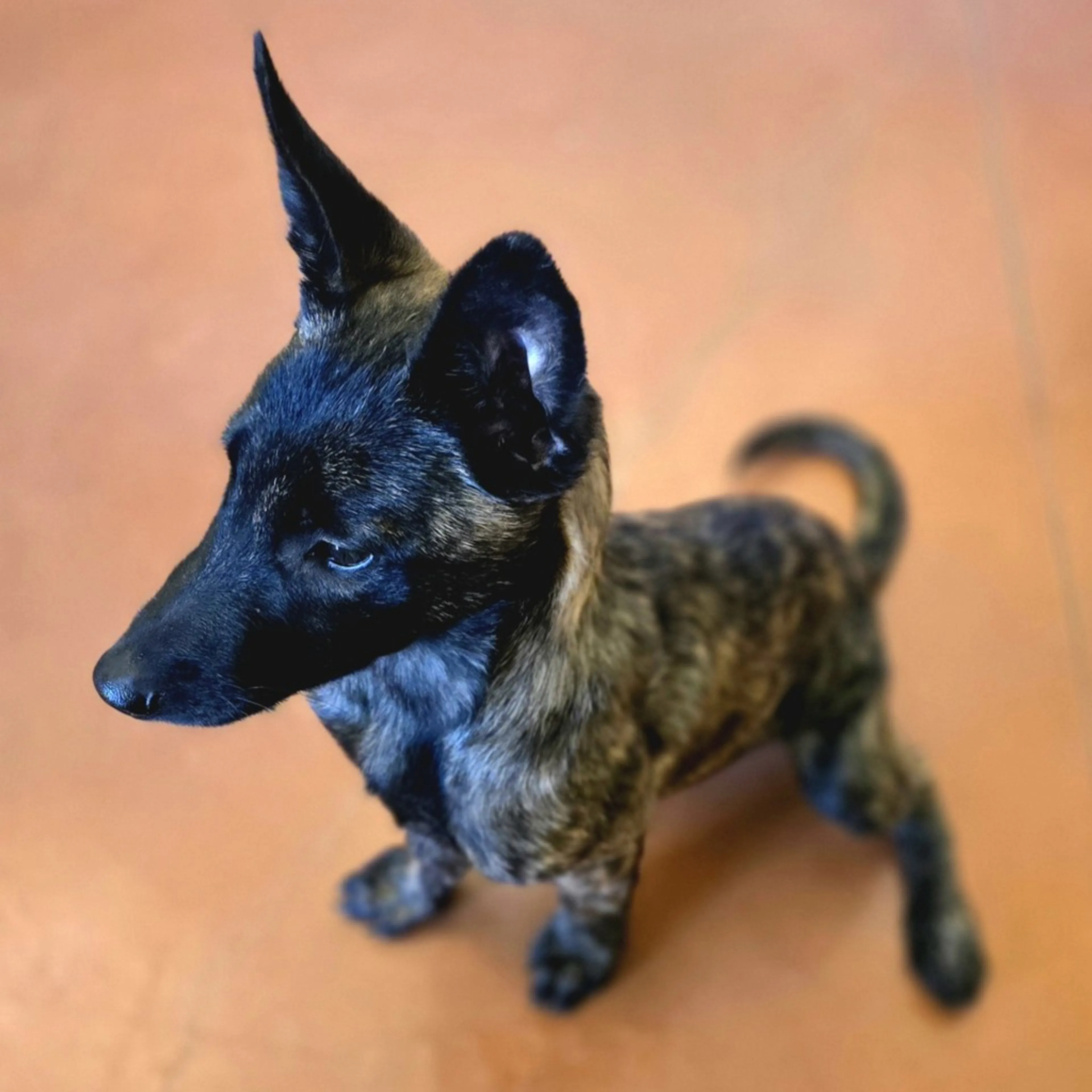 Found pet-2