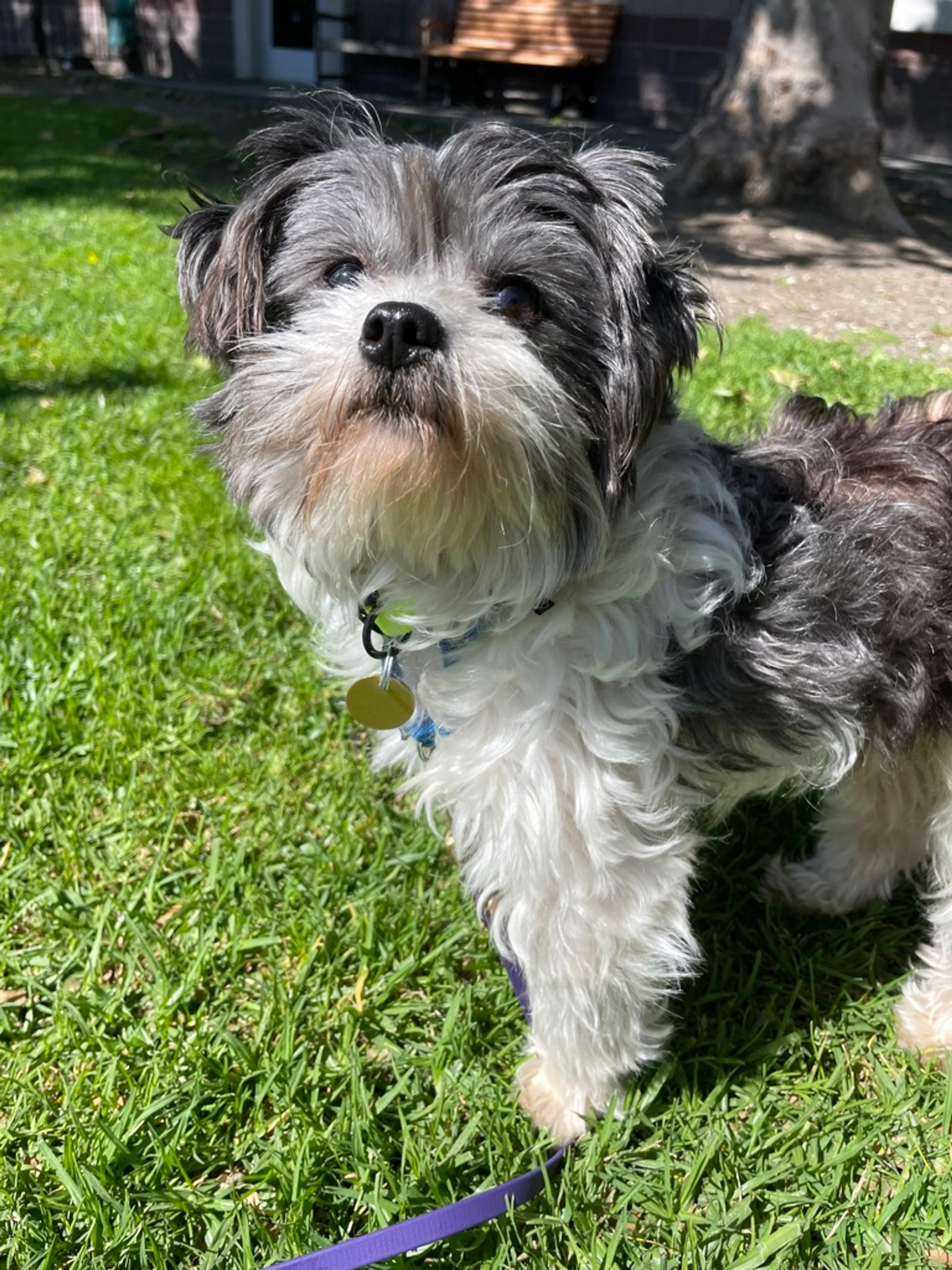 Found pet-1
