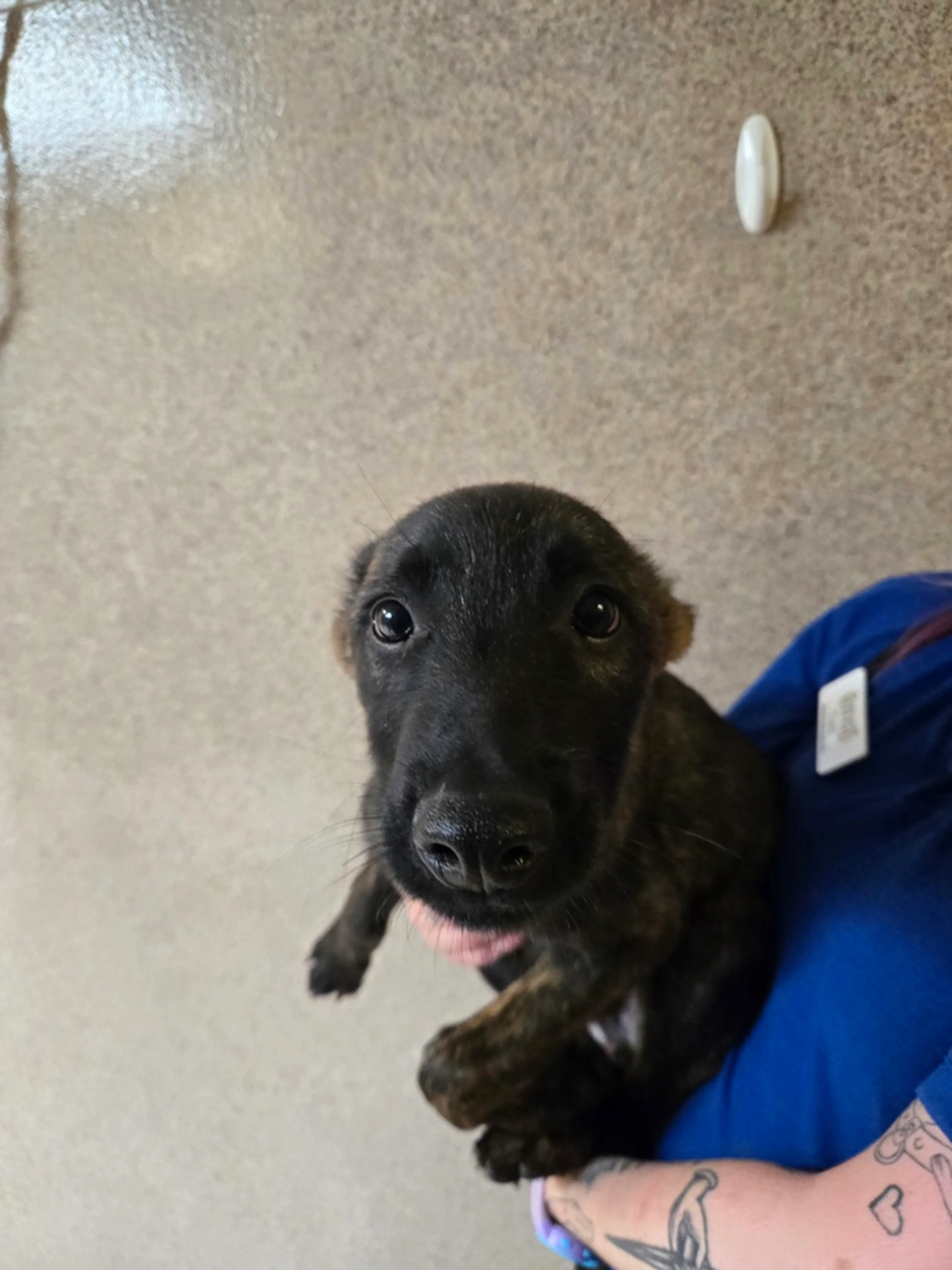 Found pet