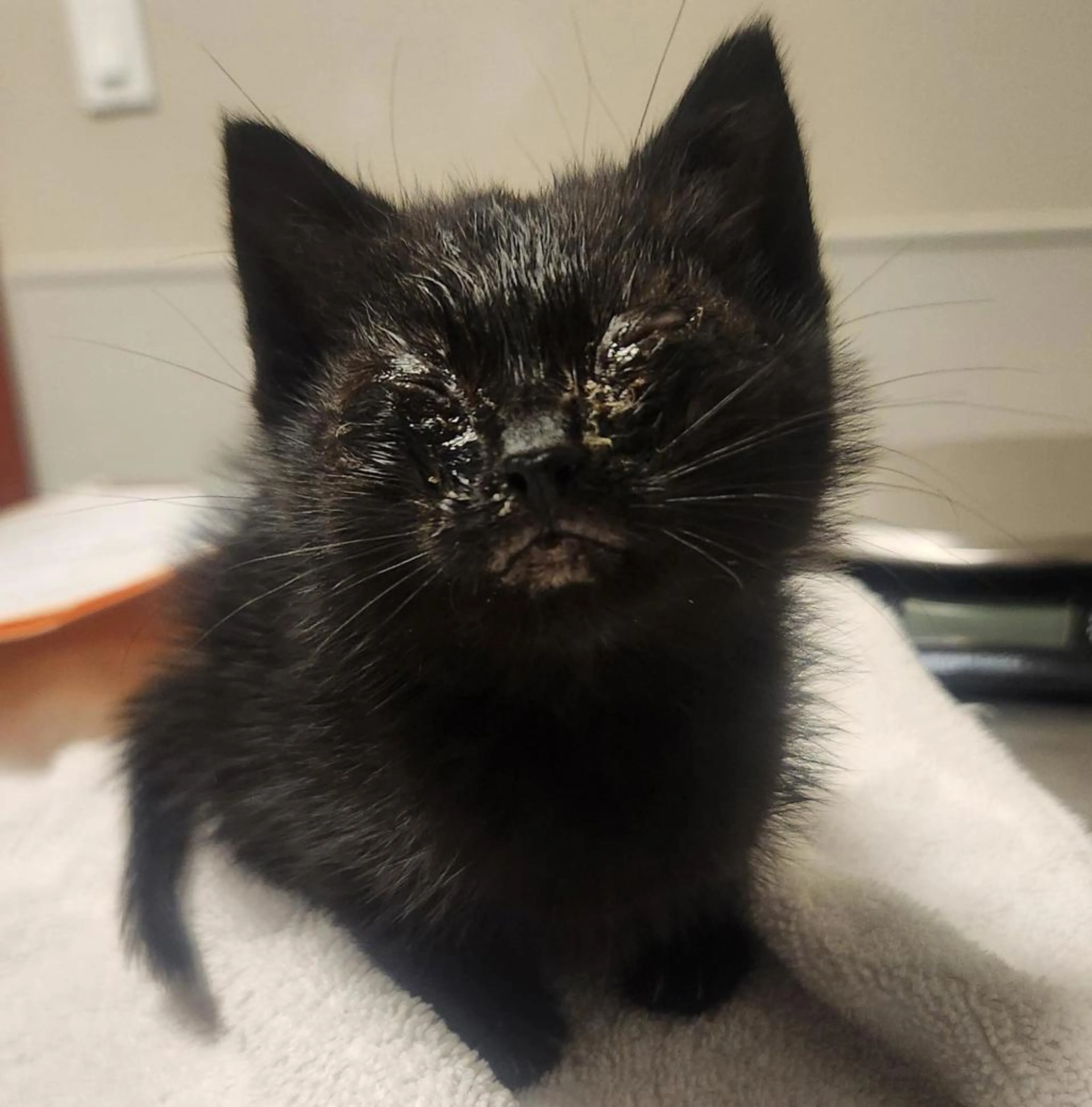Found pet