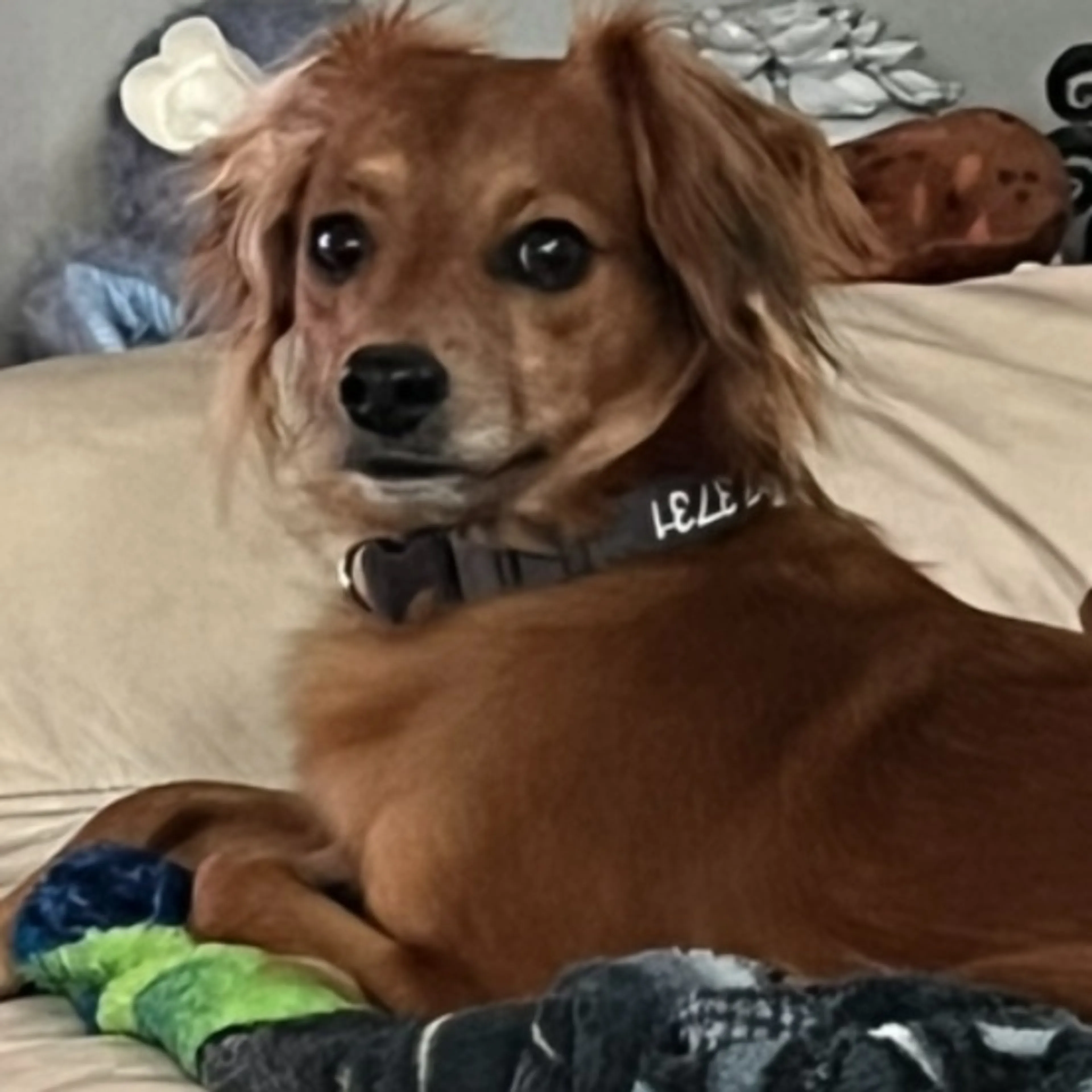 Lost pet