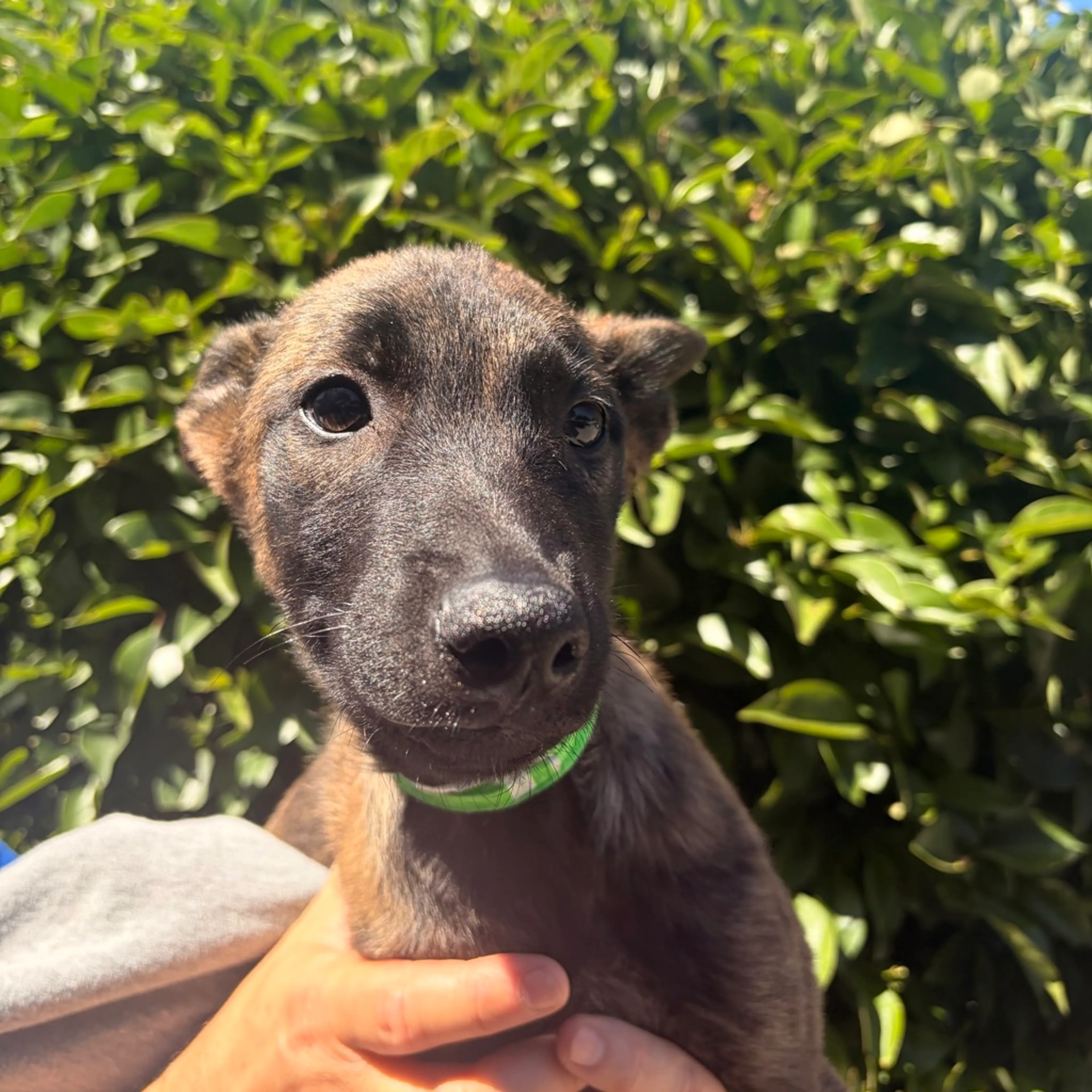 Found pet-1