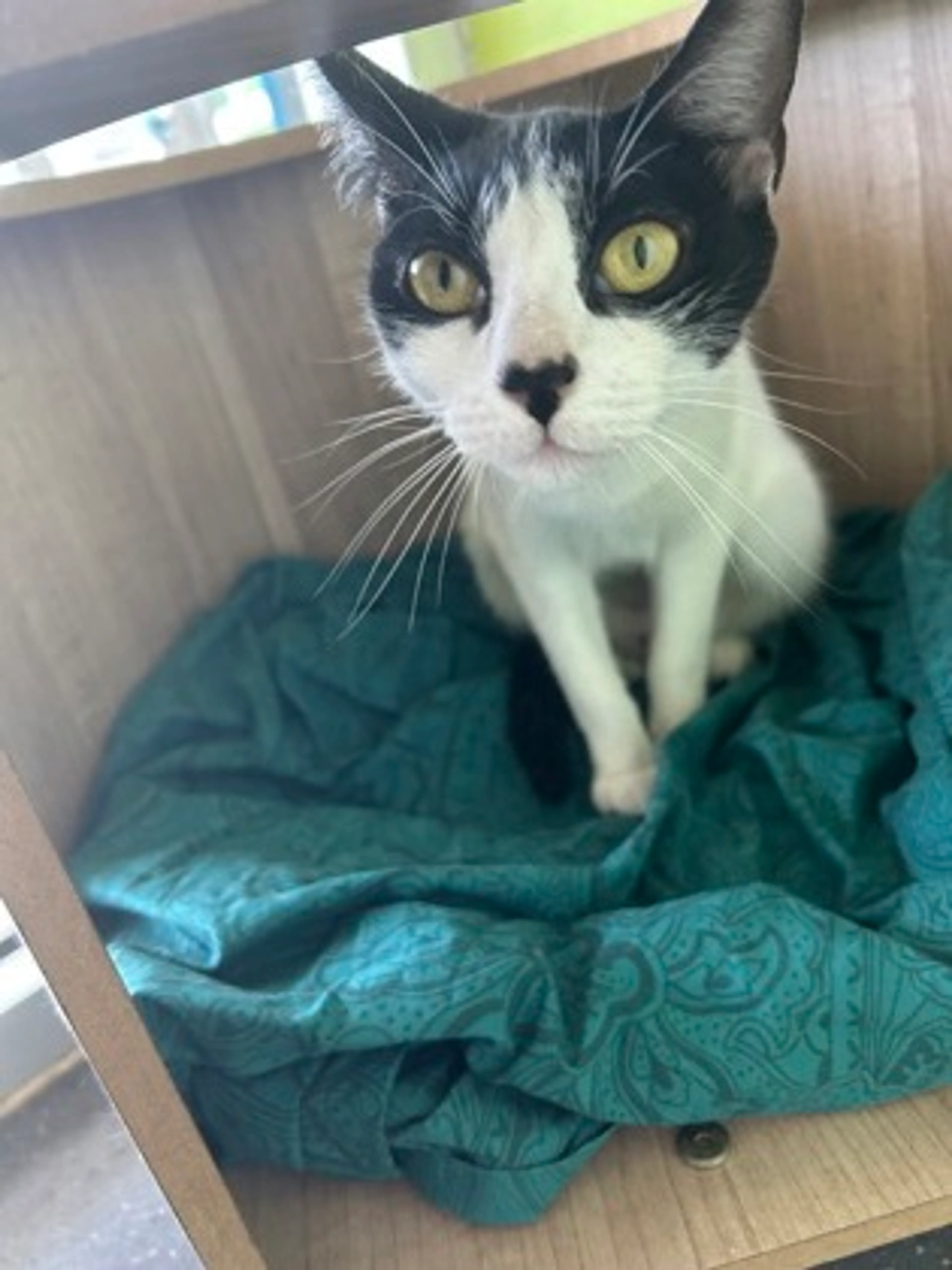 Found pet