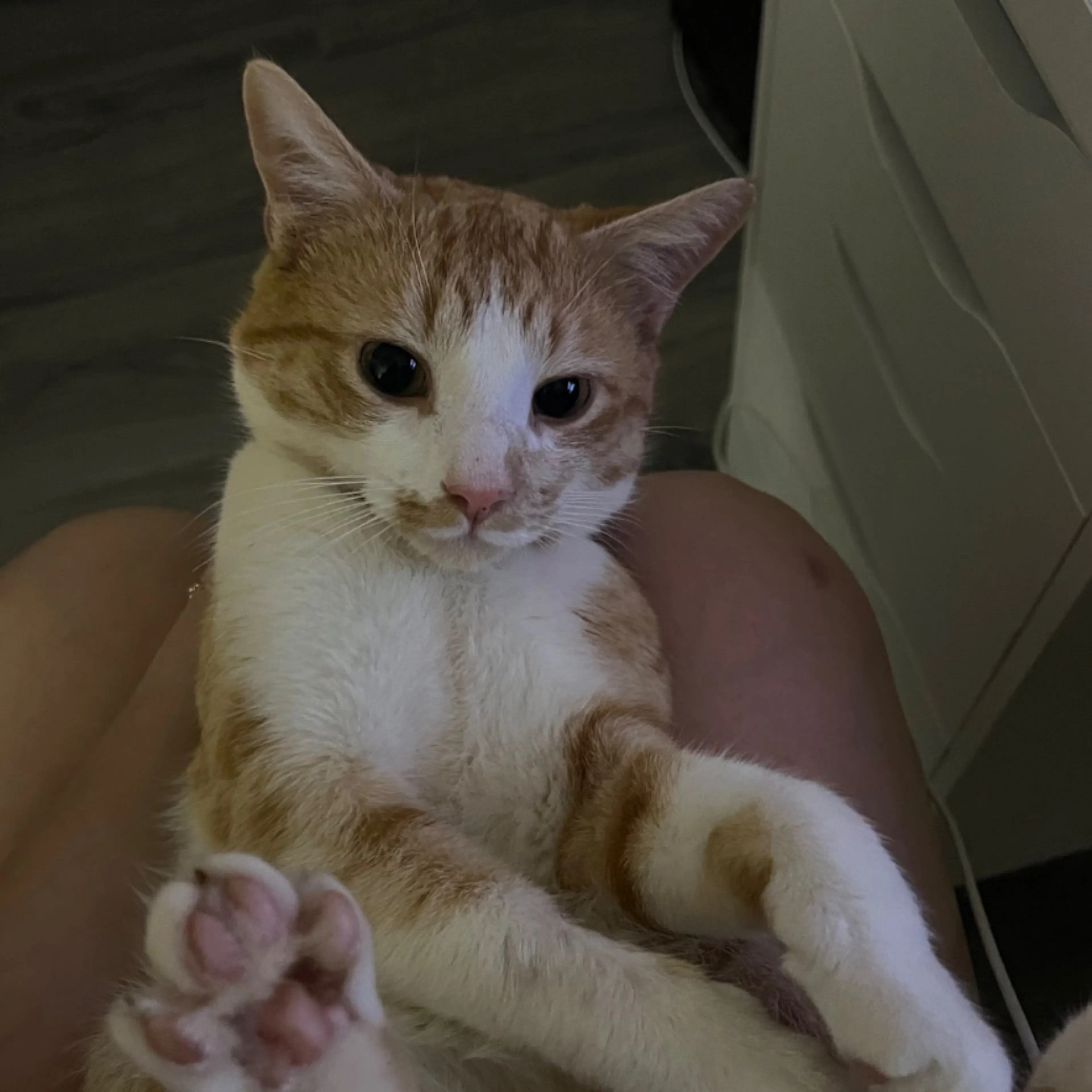 Lost pet