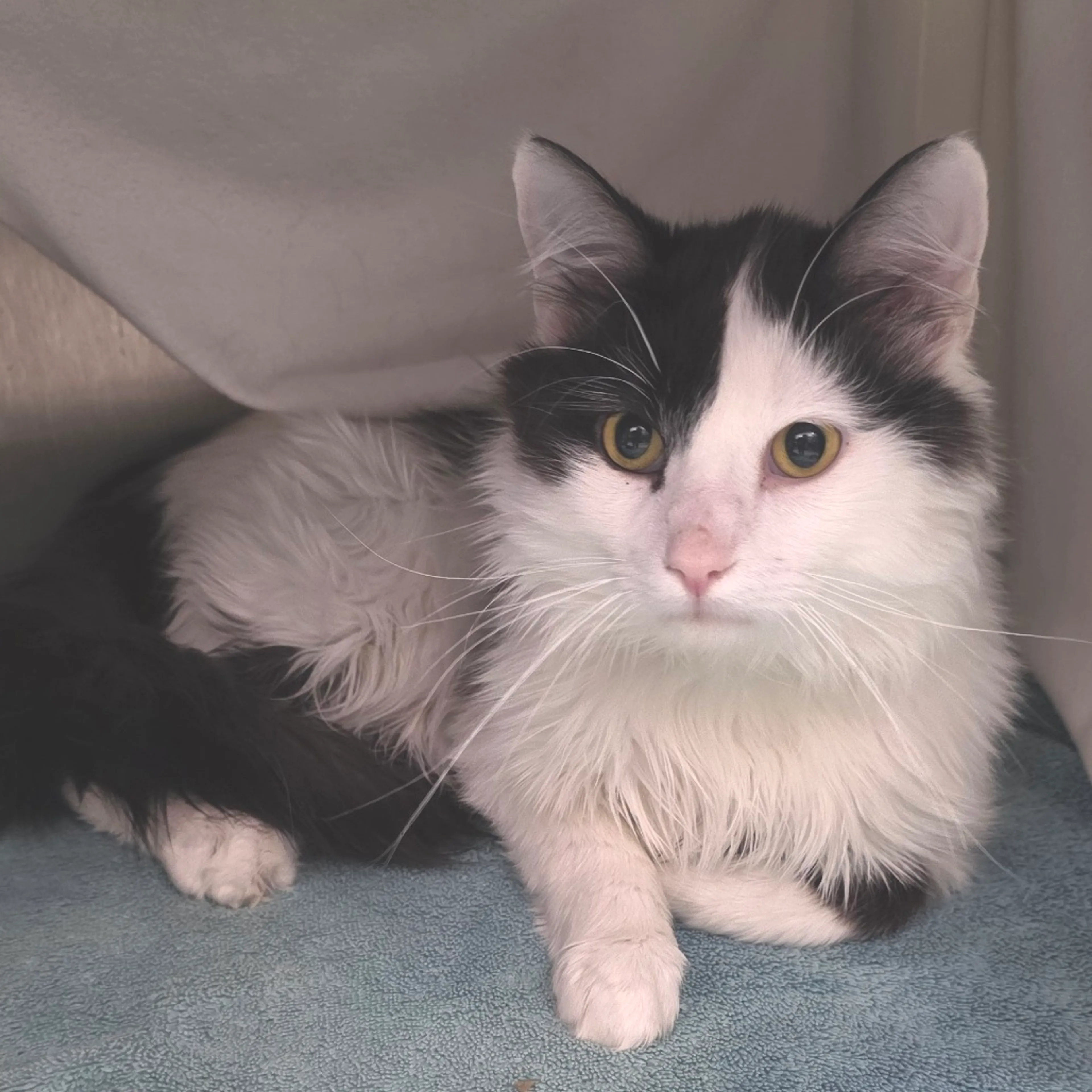 Found pet-1