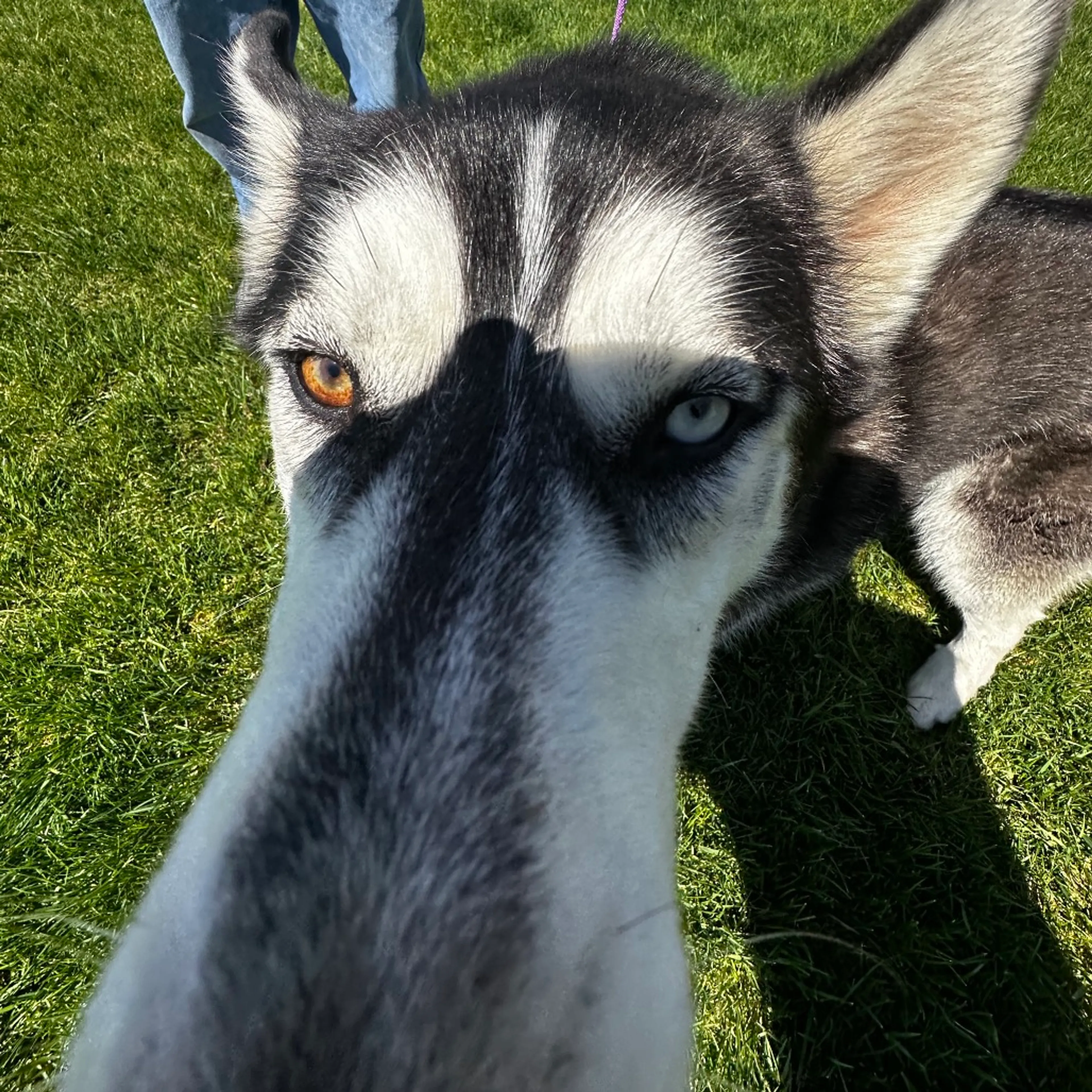 Found pet-1